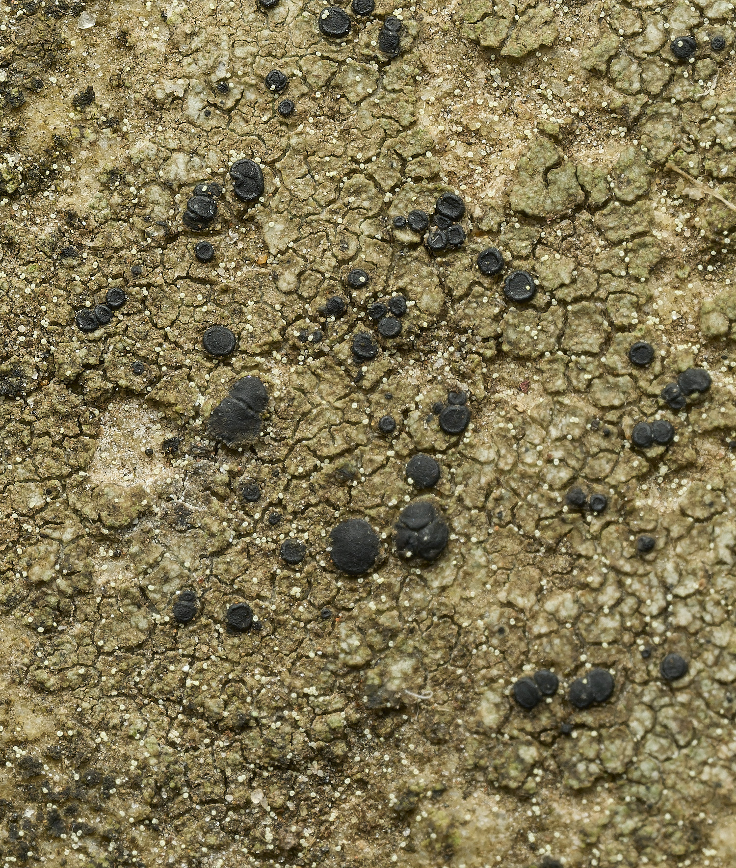WalsinghamLichen9180926-2