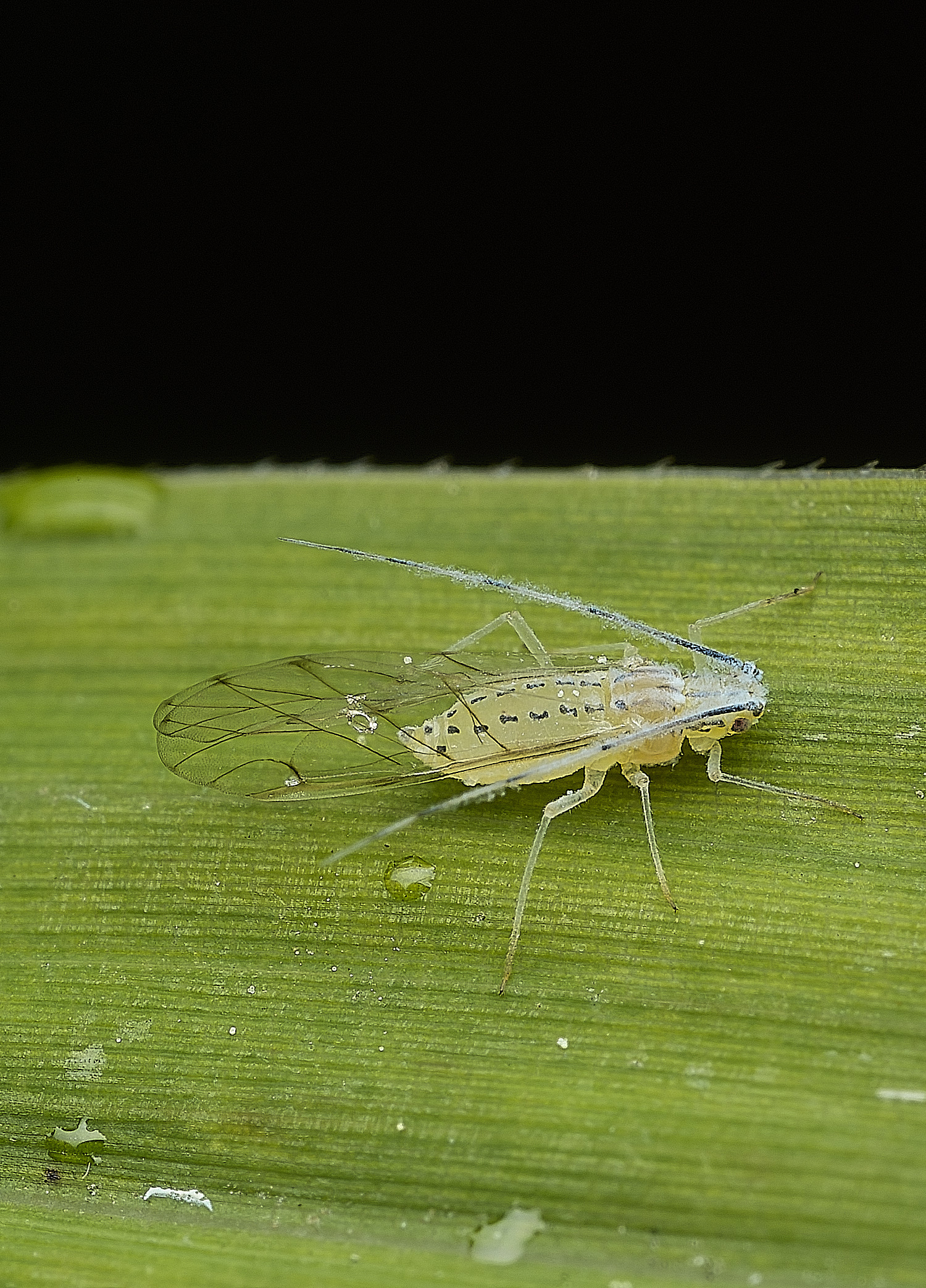 WaterlooParkTakecallis aarundinariae170526-1