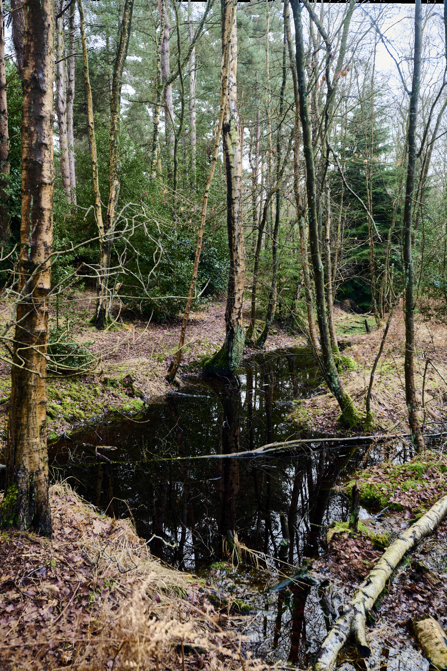 WaveneyForest010226-3