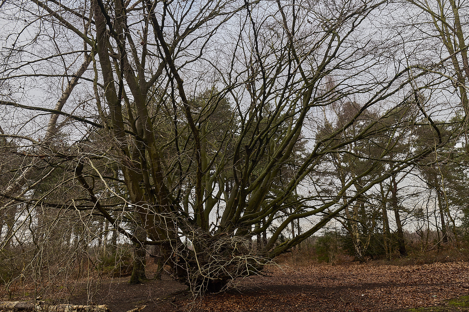 WaveneyForestBeech010226-5