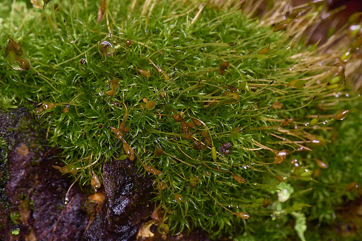 WaveneyForestDcirrata010226-1