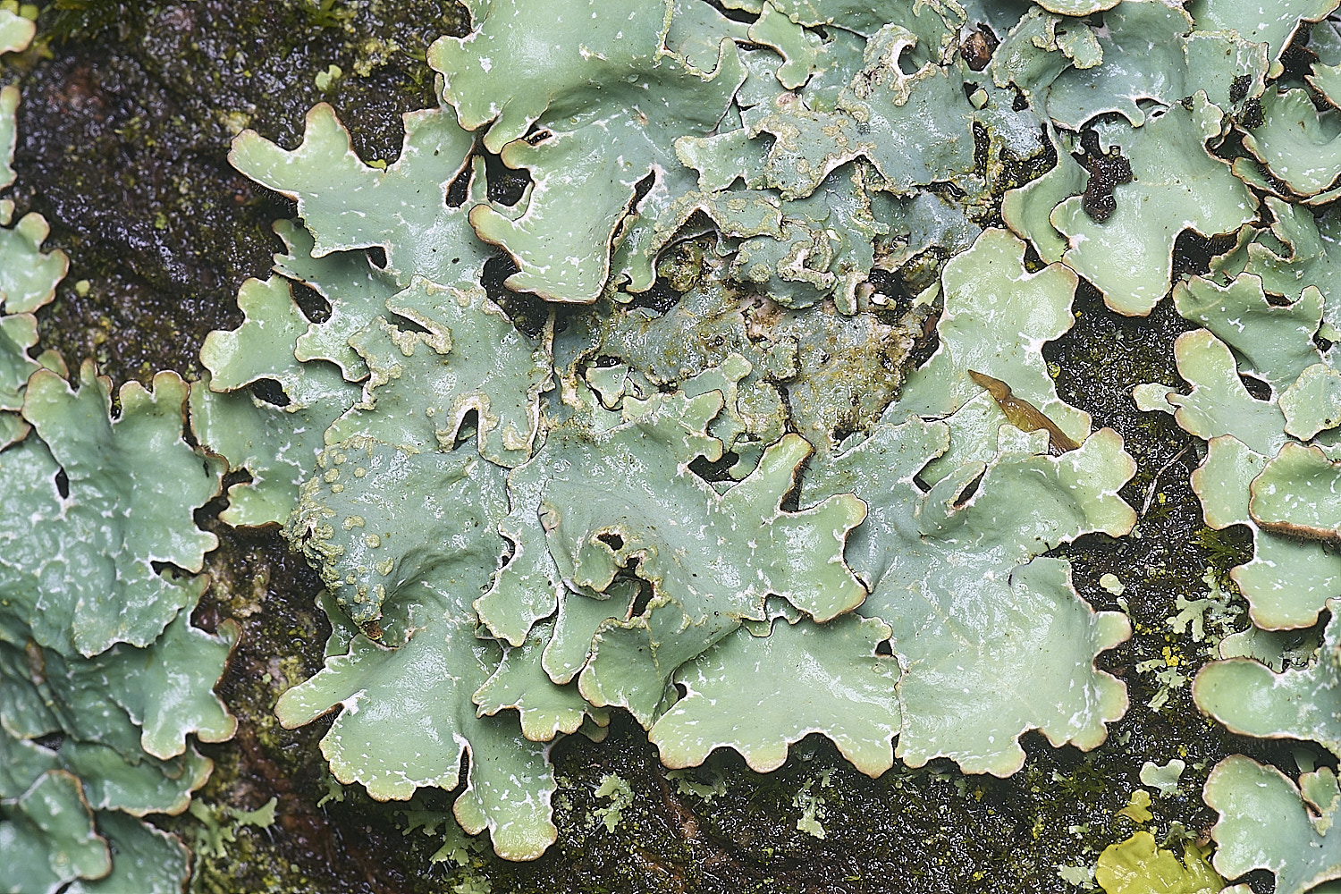 WaveneyForestLichen1010226-2