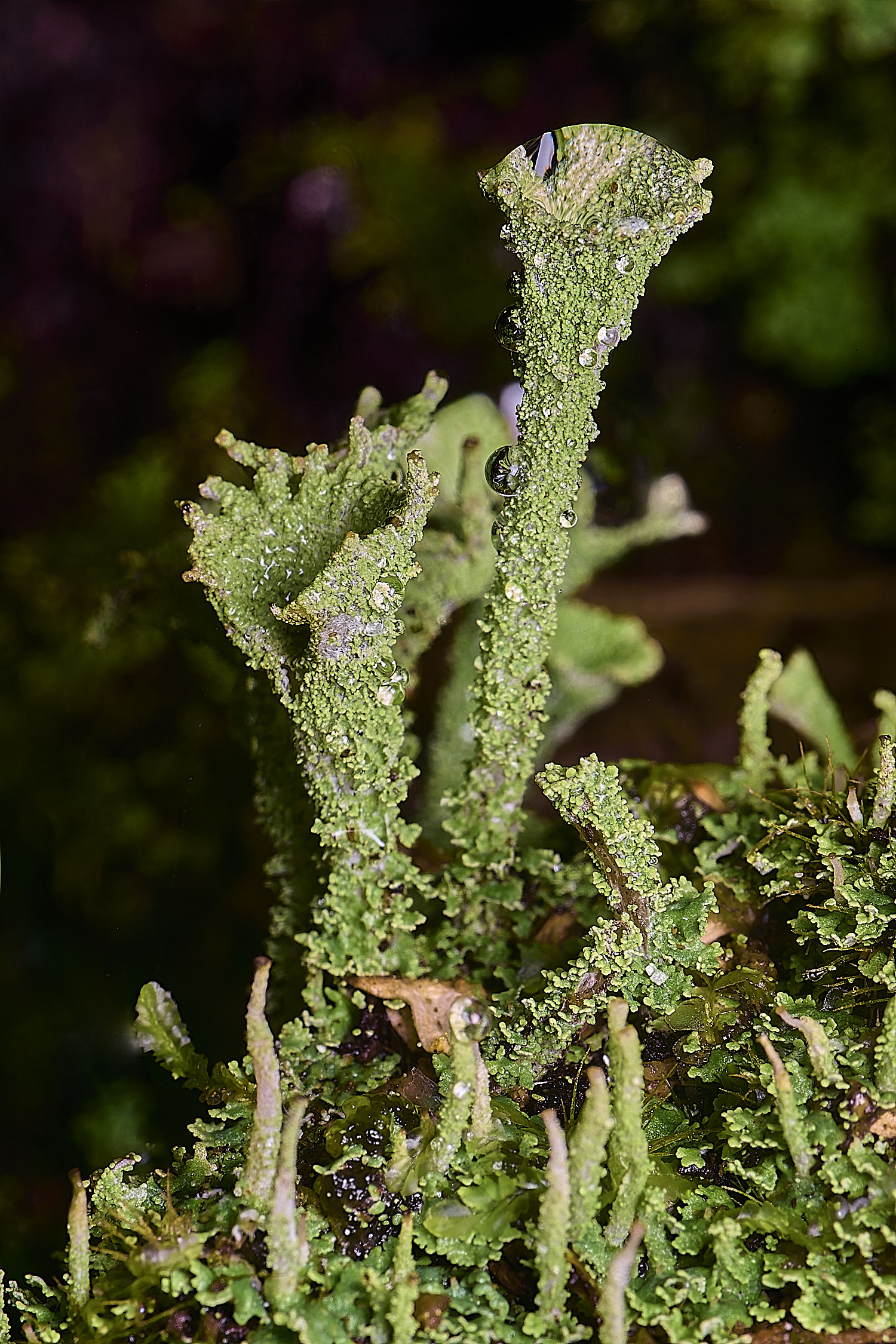 WaveneyForestLichen4010226-1