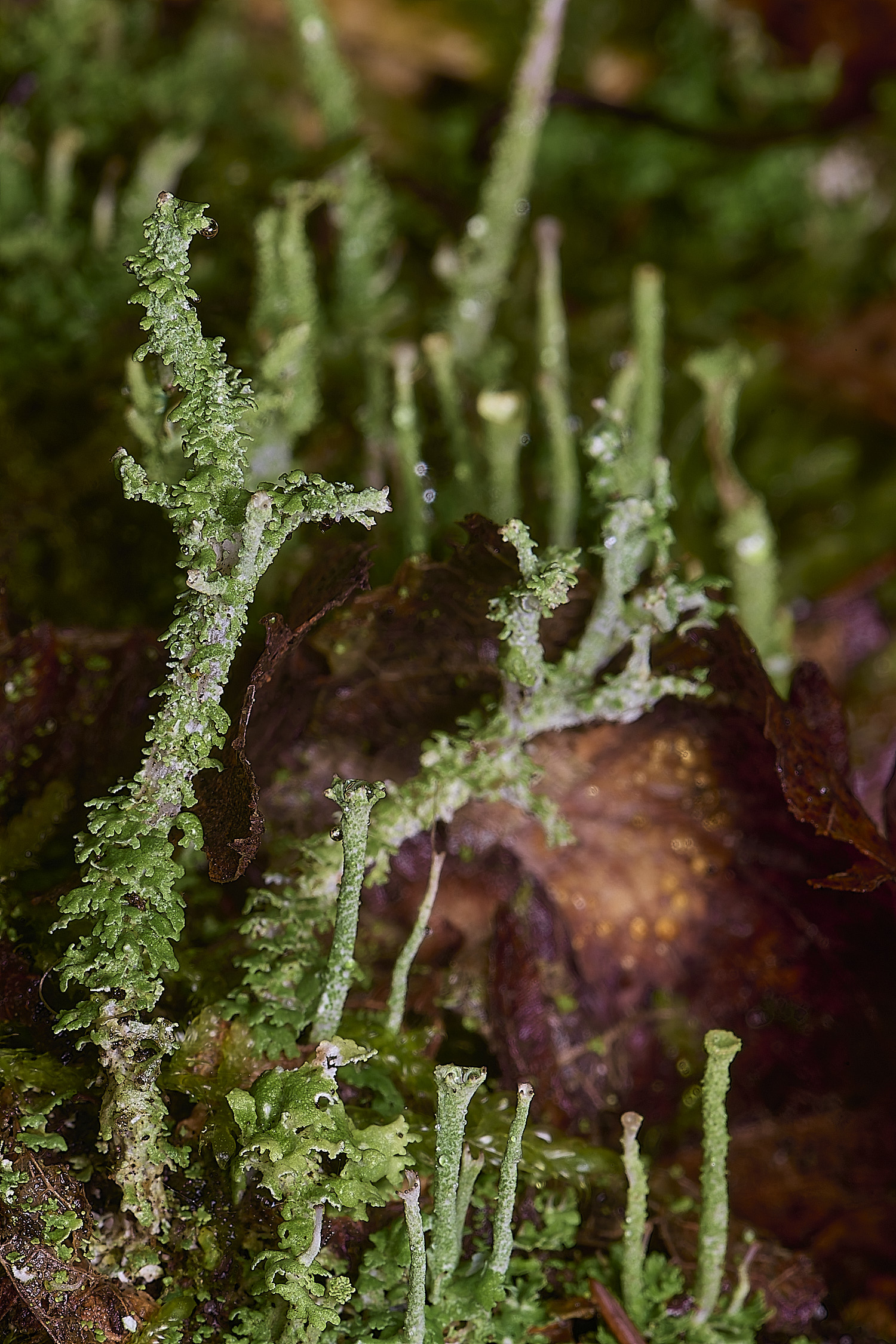 WaveneyForestLichen4010226-2