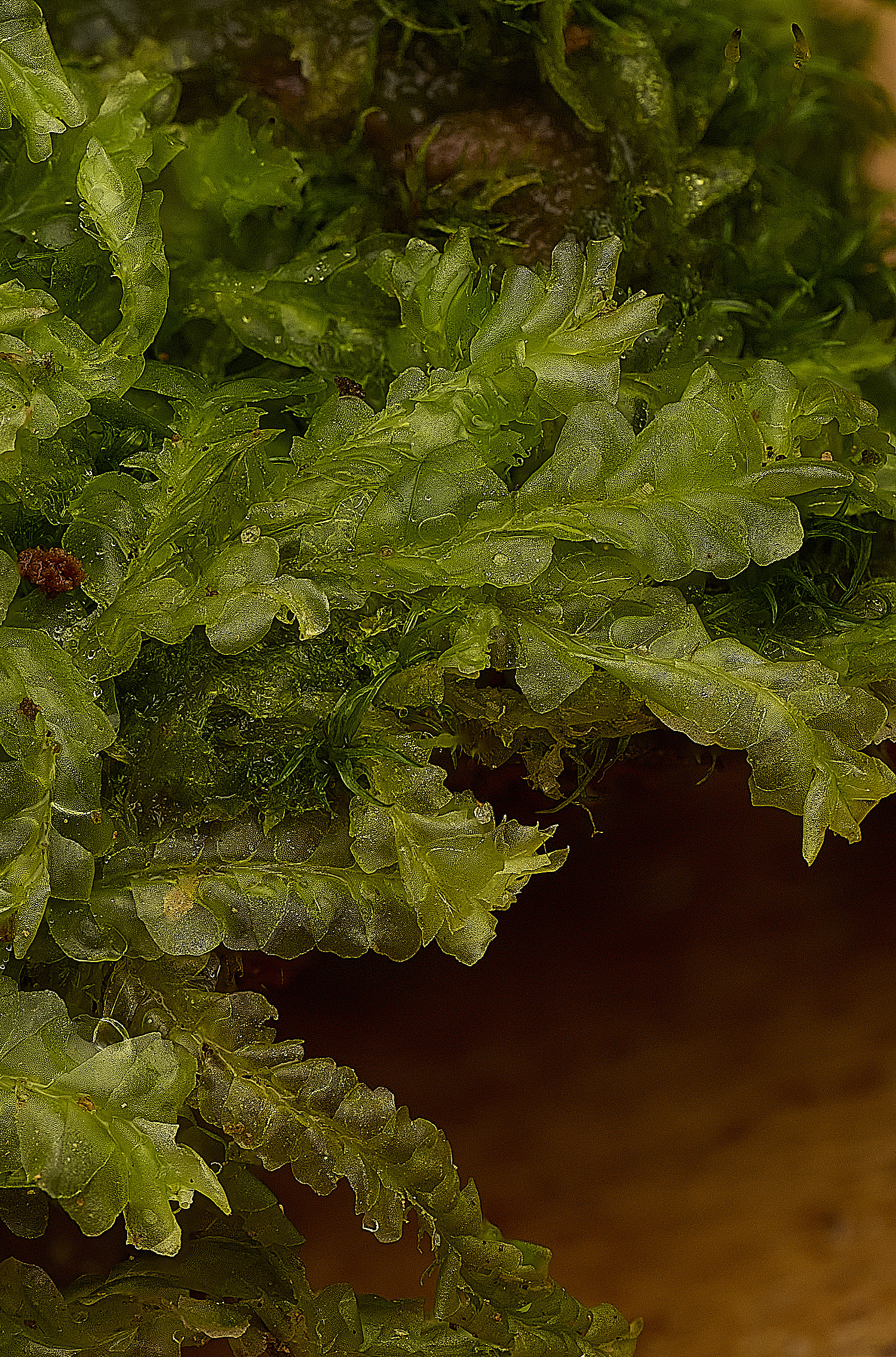 WaveneyForestLsemeteres010226-1