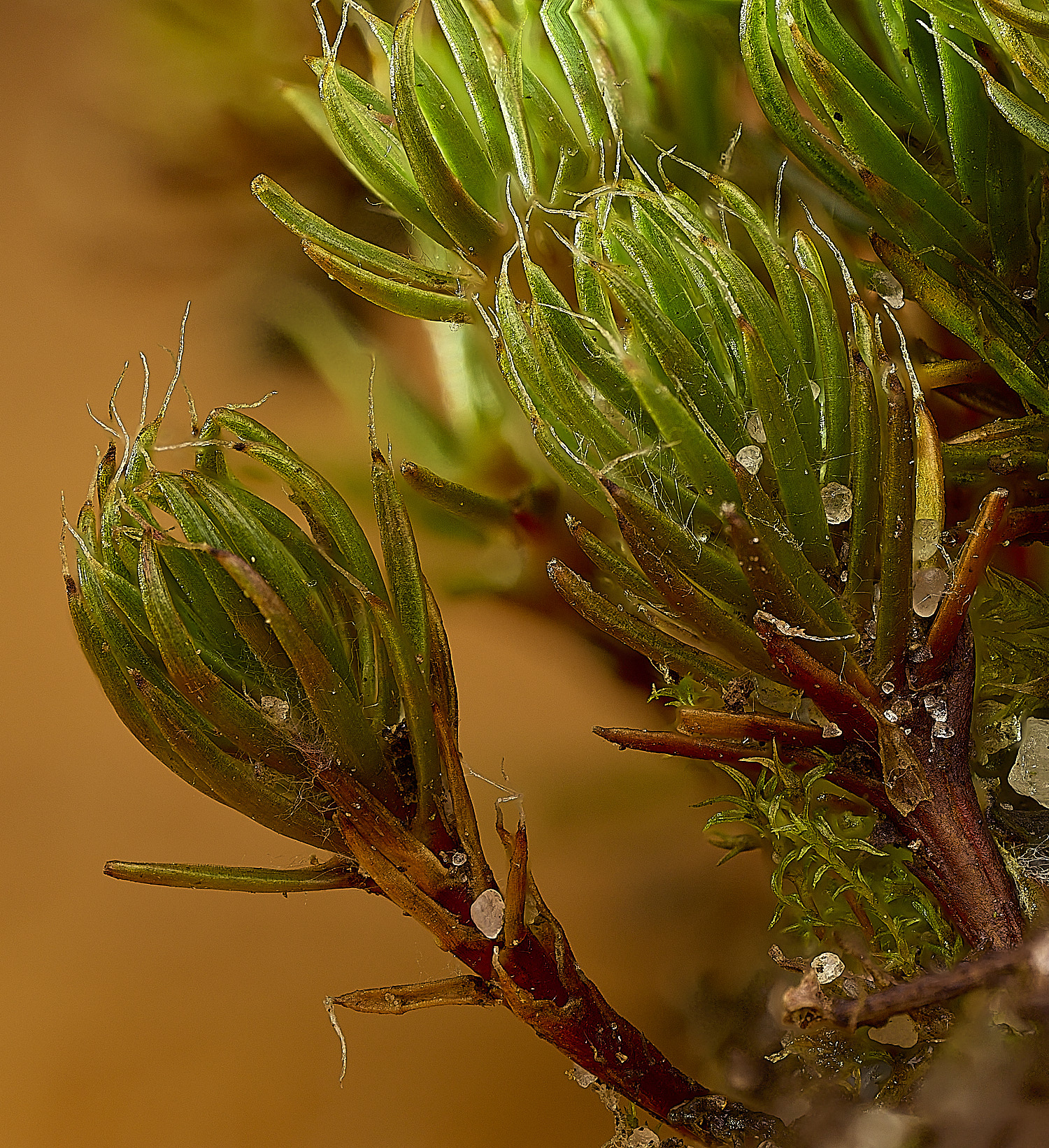 WaveneyForestPpiliferum01022-4