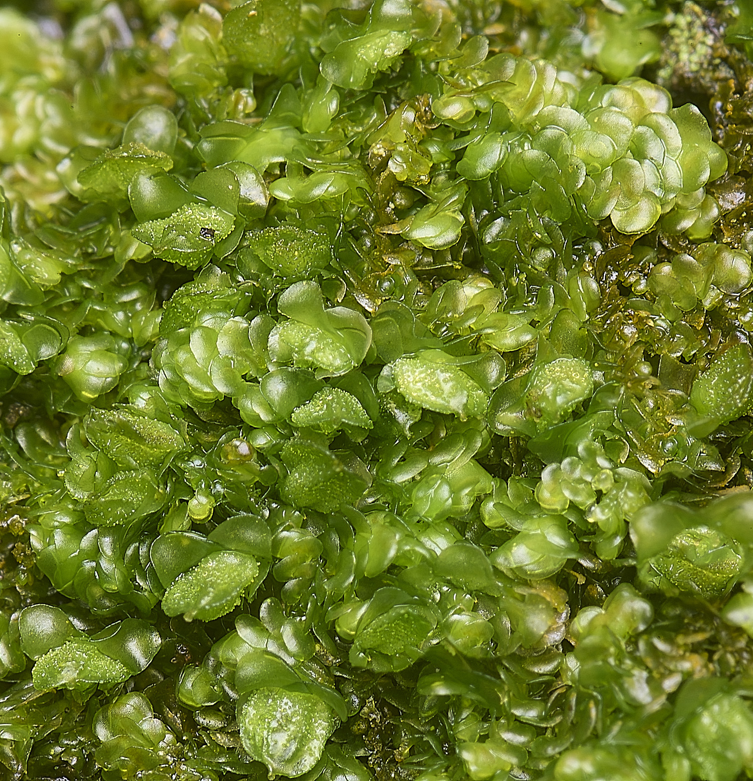 WaveneyForestRadulacomplanata010226-2