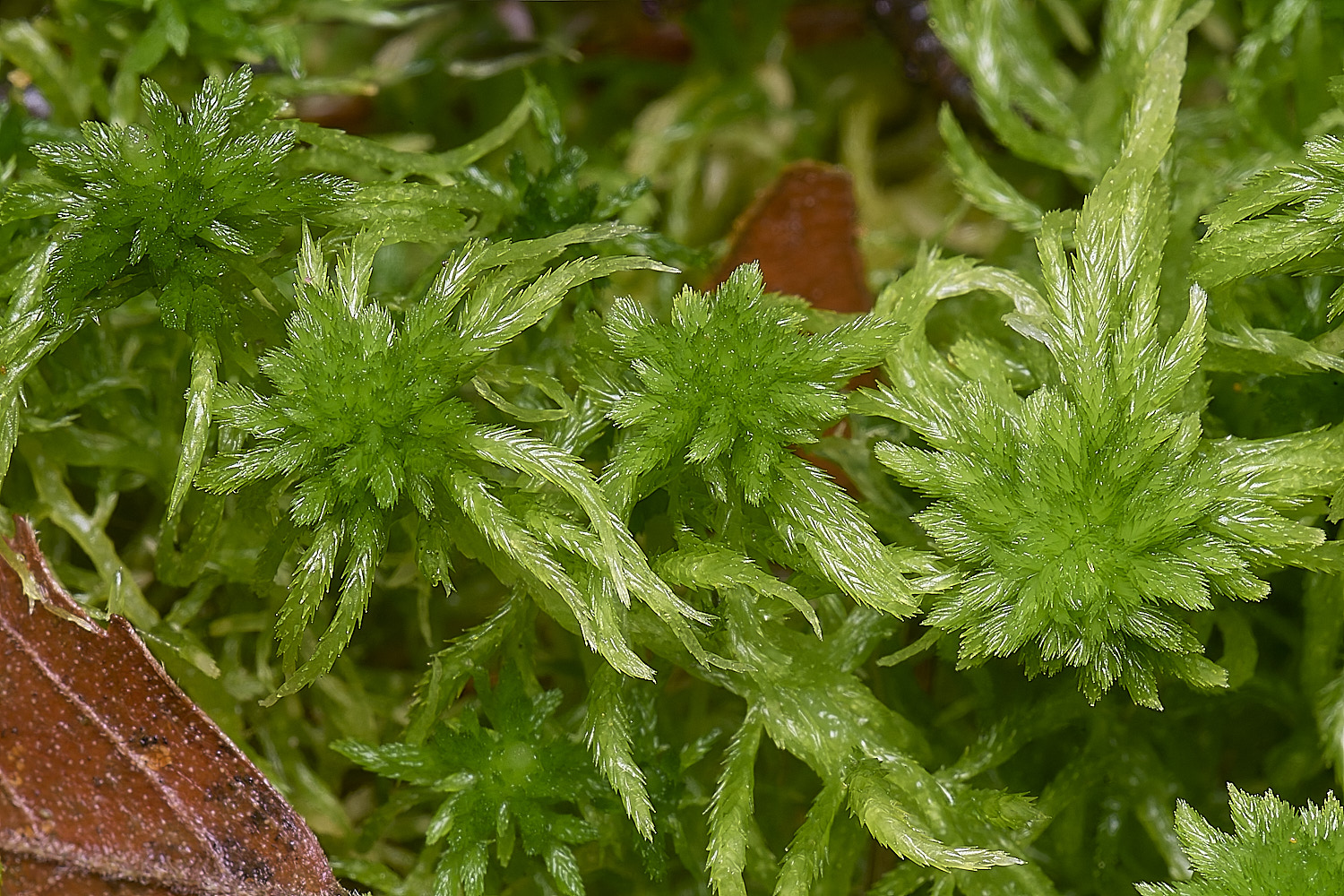 WaveneyForestSphagnumfallax010226-1