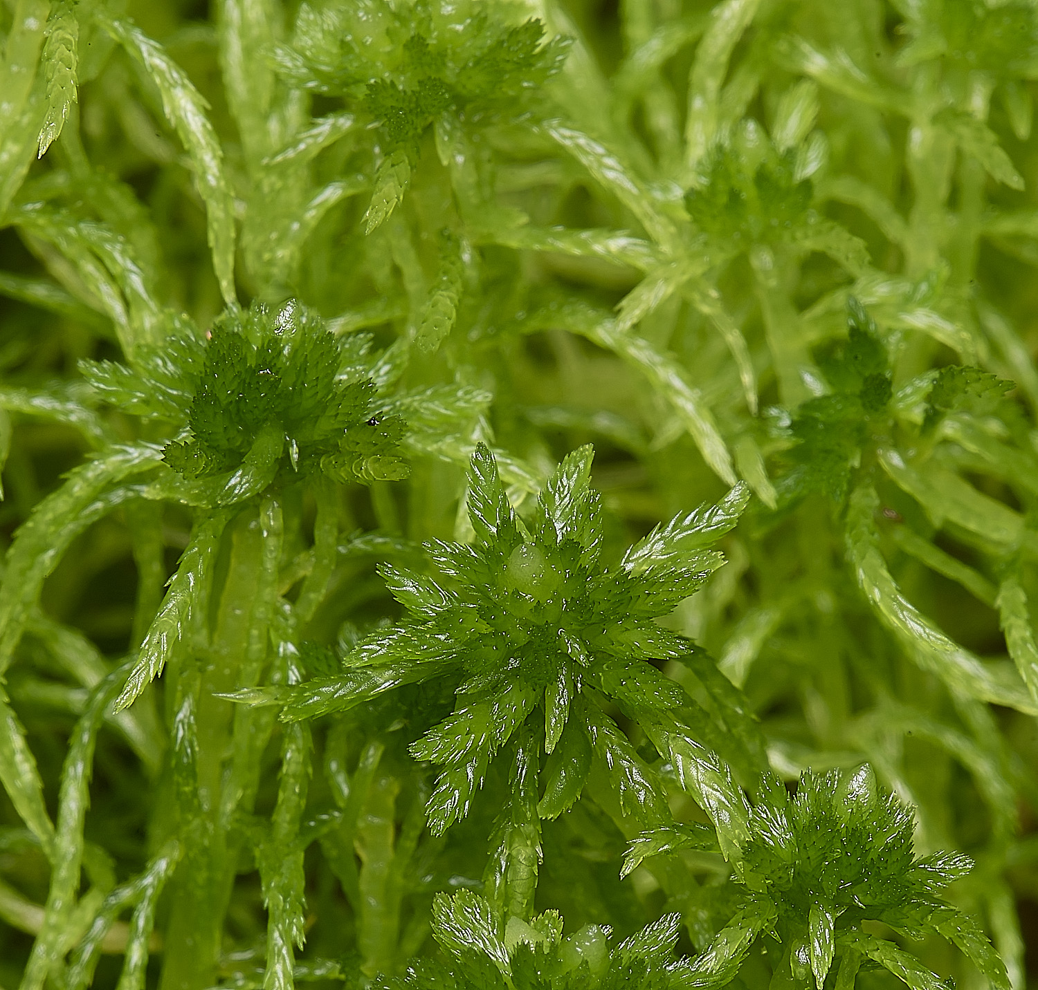 WaveneyForestSphagnumfimbriatum010226-2