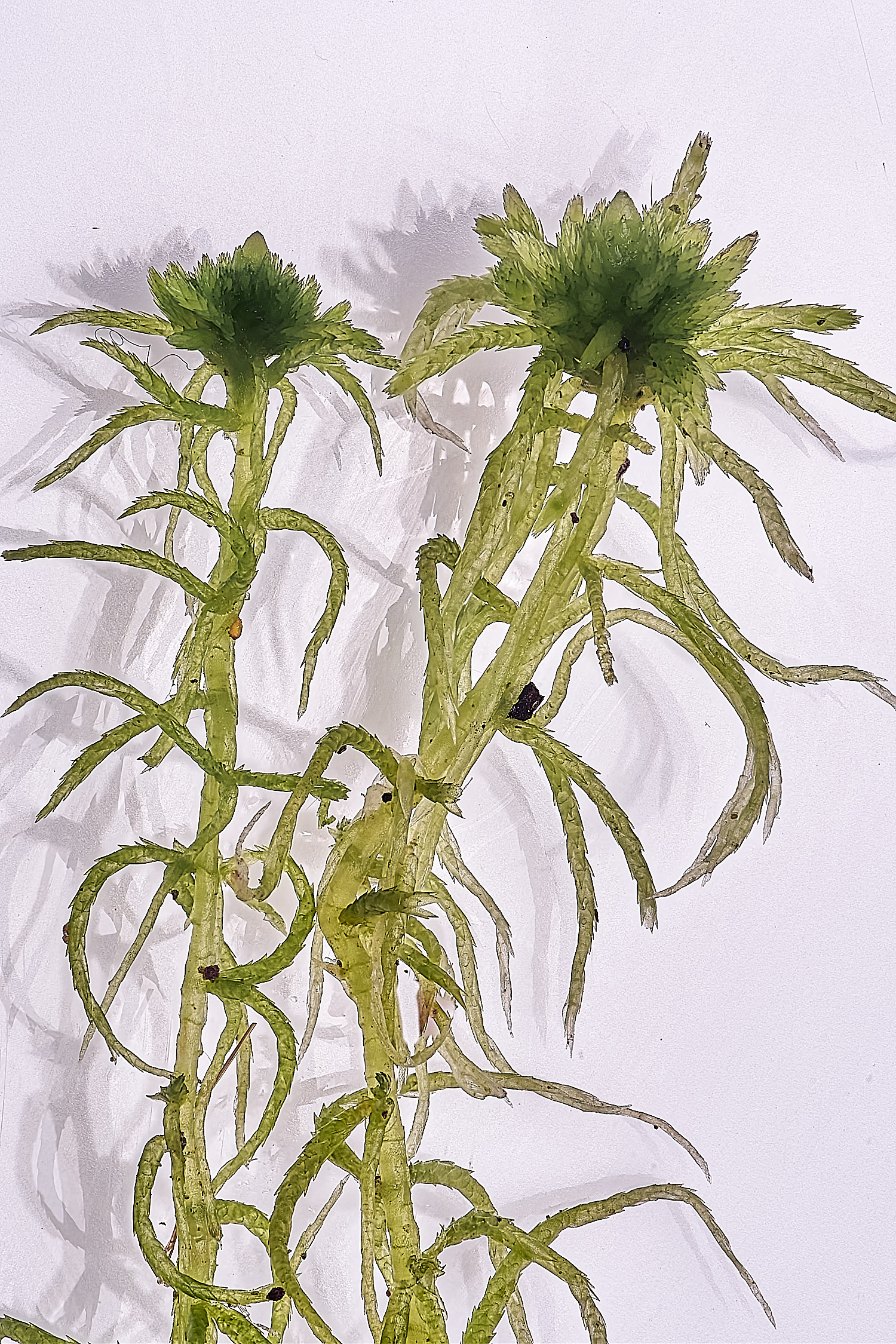 WaveneyForestSphagnumfimbriatum010226-7