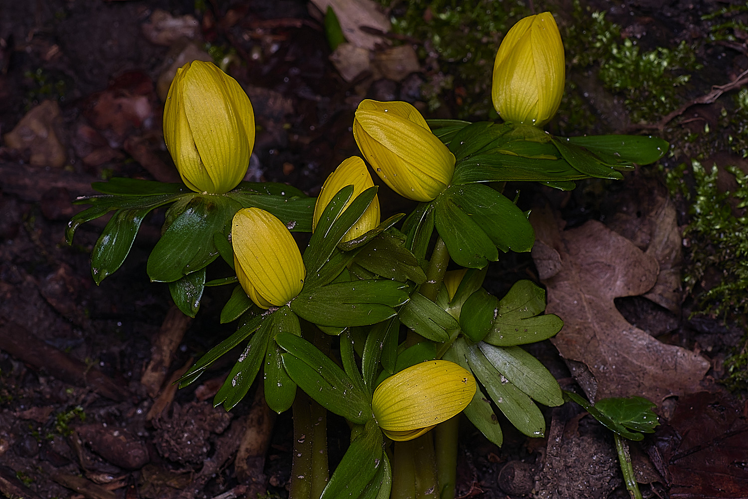 WestBeckhamAconite250126-1