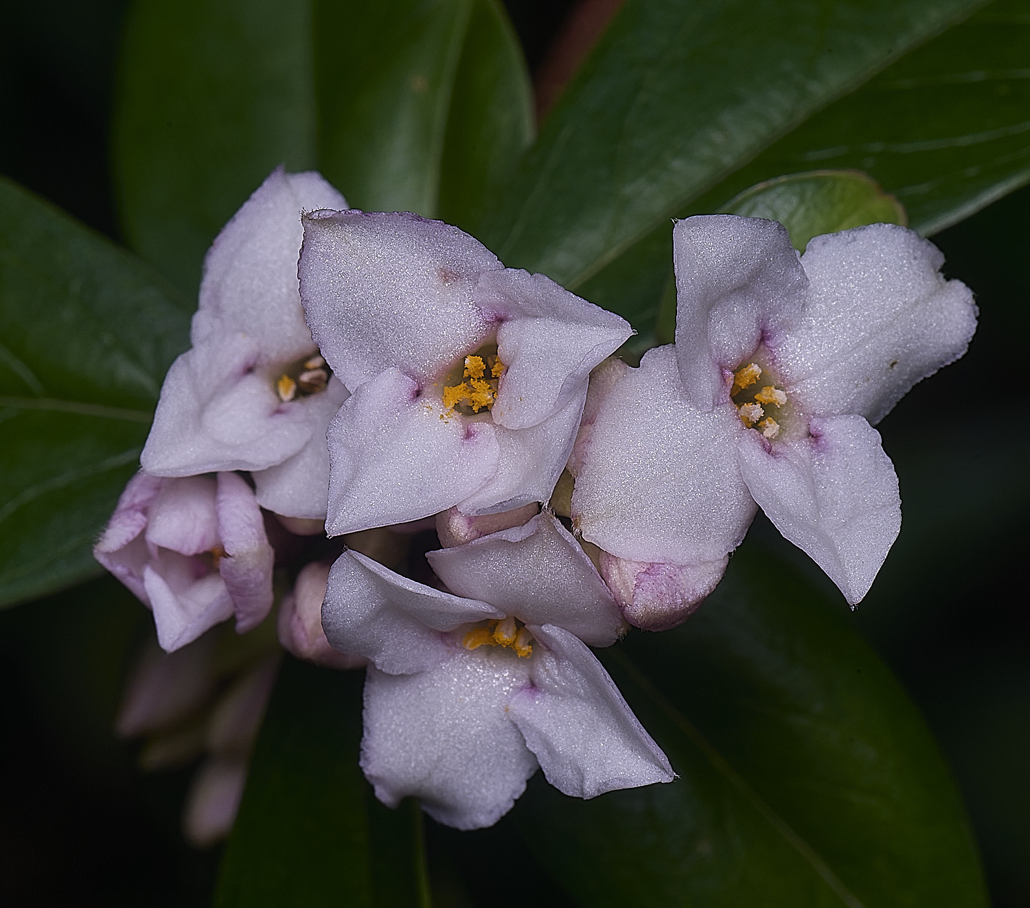 WestBeckhamDaphneSpringHerald250126-2