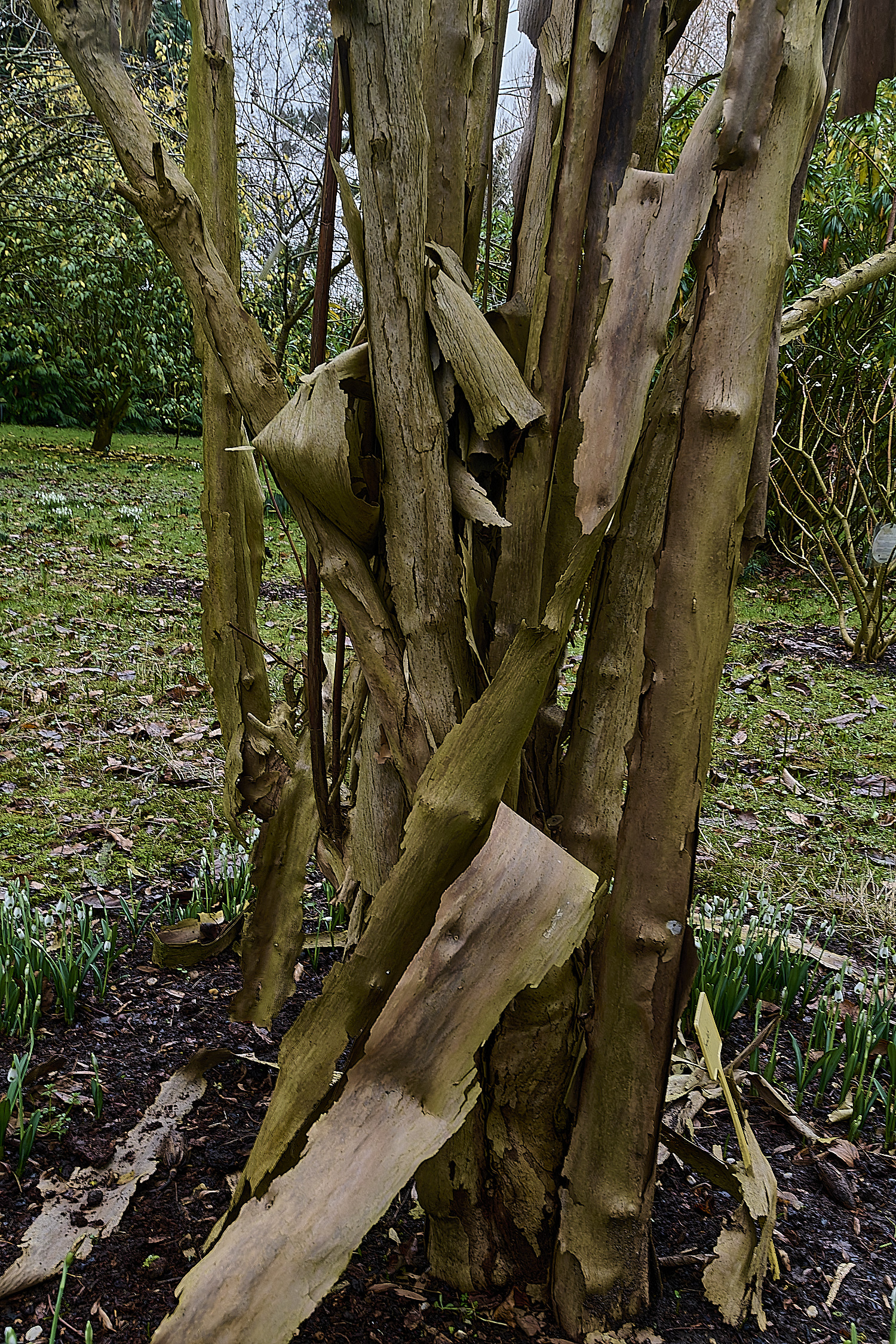 WestBeckhamDipeltafloribunda250126-1