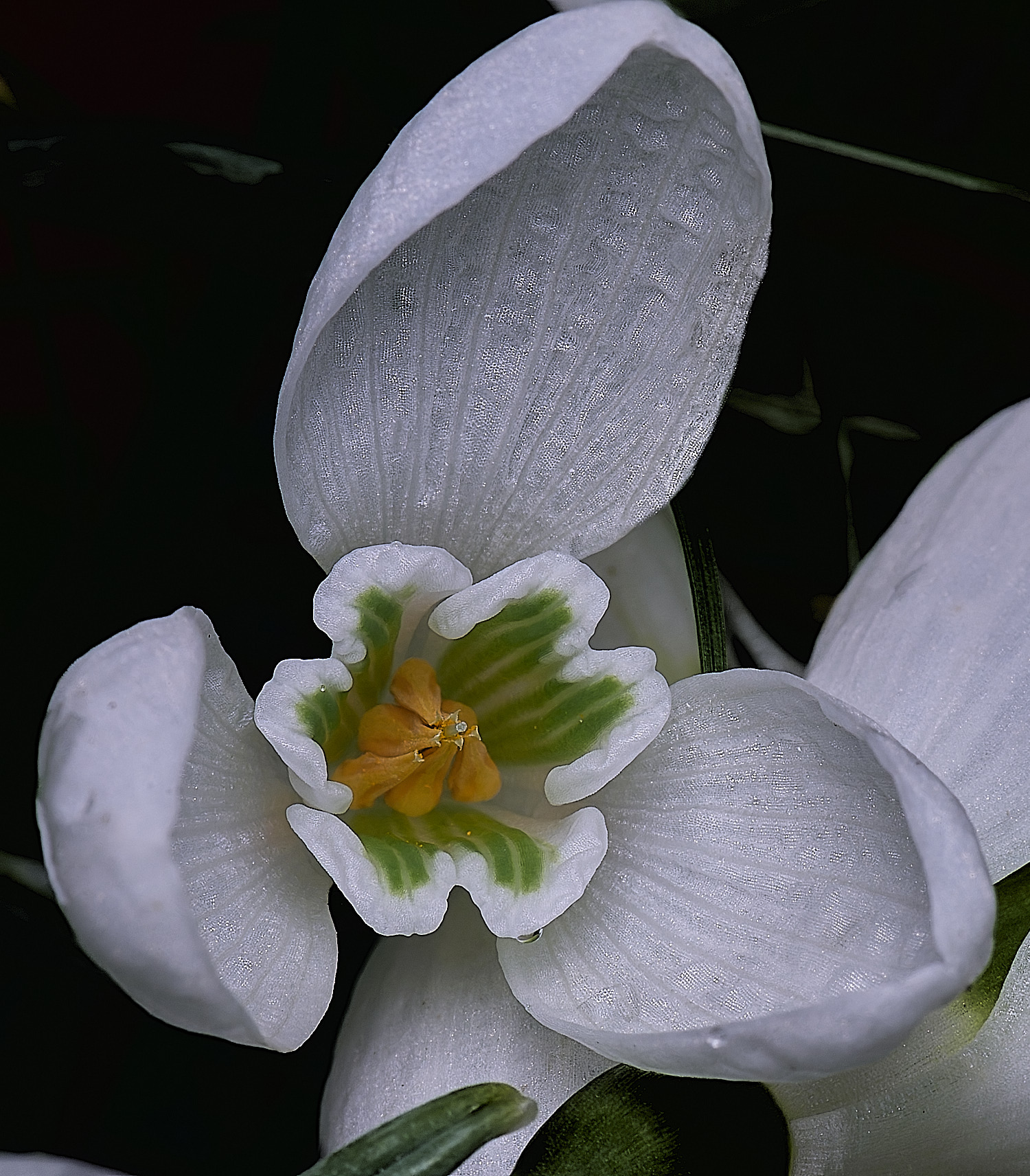 WestBeckhamGAngelusEarly250126-4