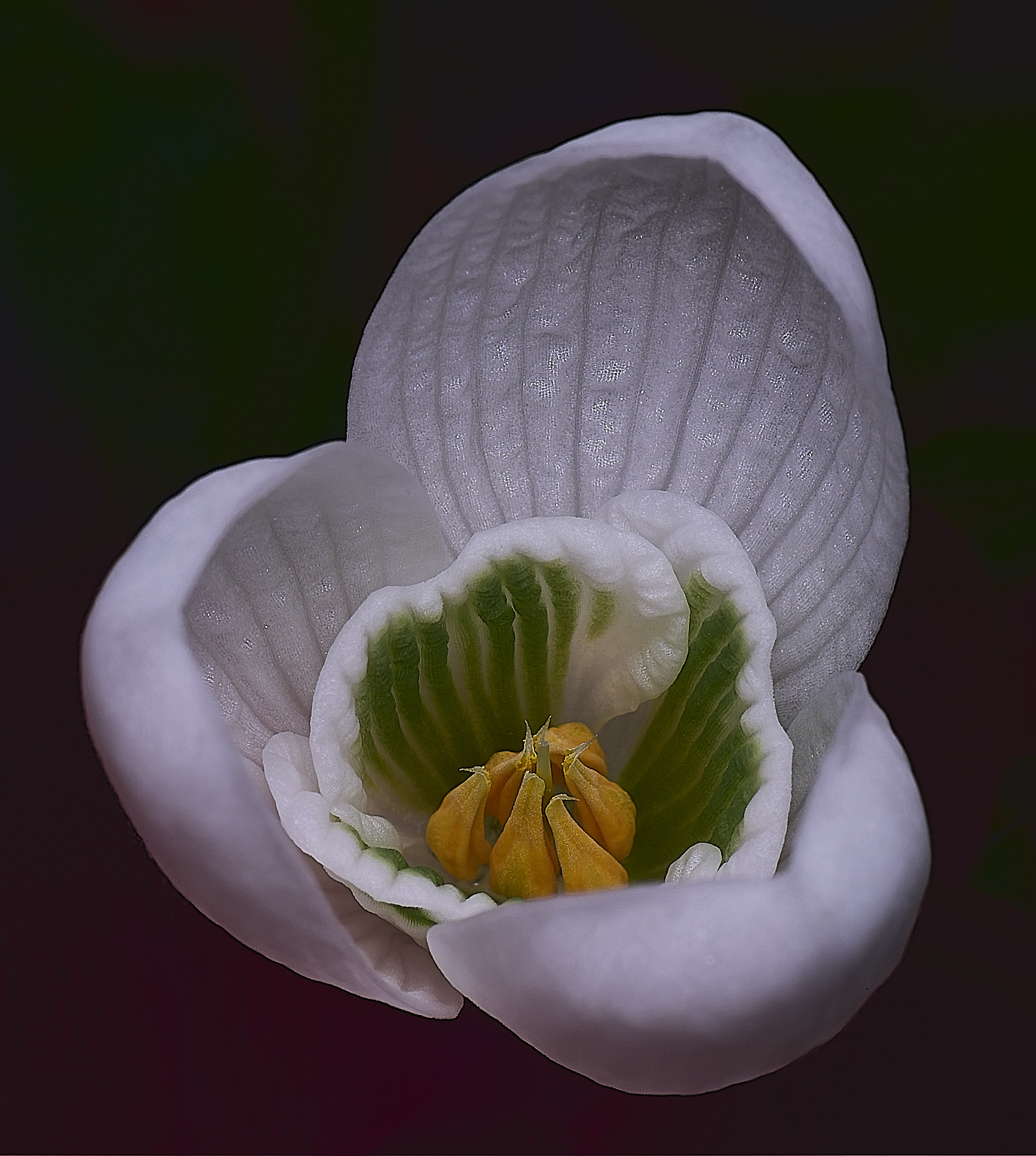 WestBeckhamGByfieldsSpecial250126-2