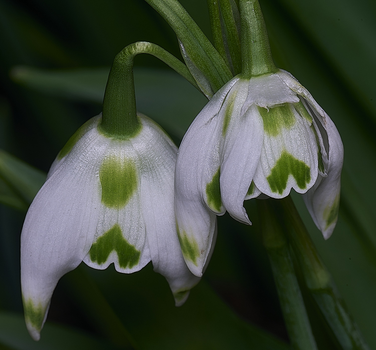 WestBeckhamGFransJoseph250126-1