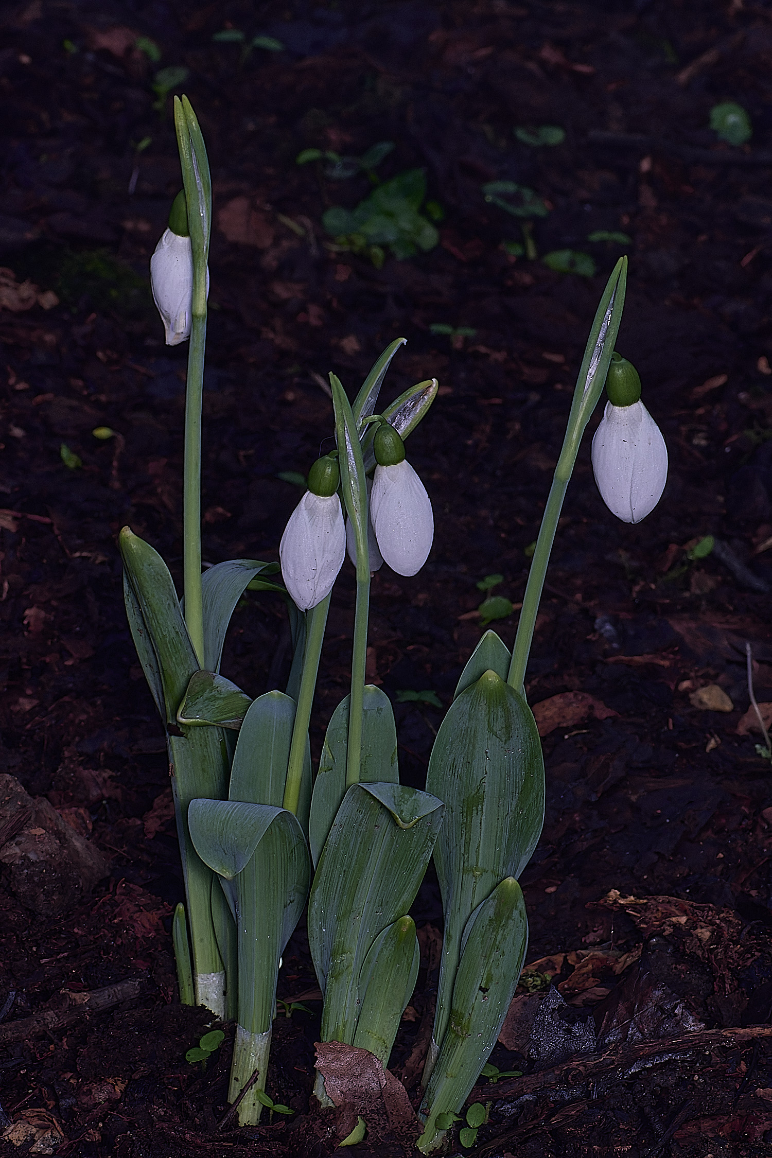 WestBeckhamGGrumpy250126-1