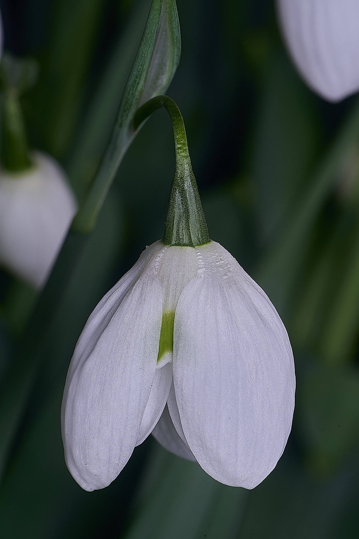 WestBeckhamGNatalieGanton250126-2