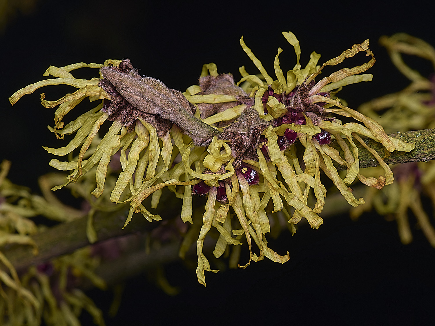 WestBeckhamHamamelisPallida250126-2