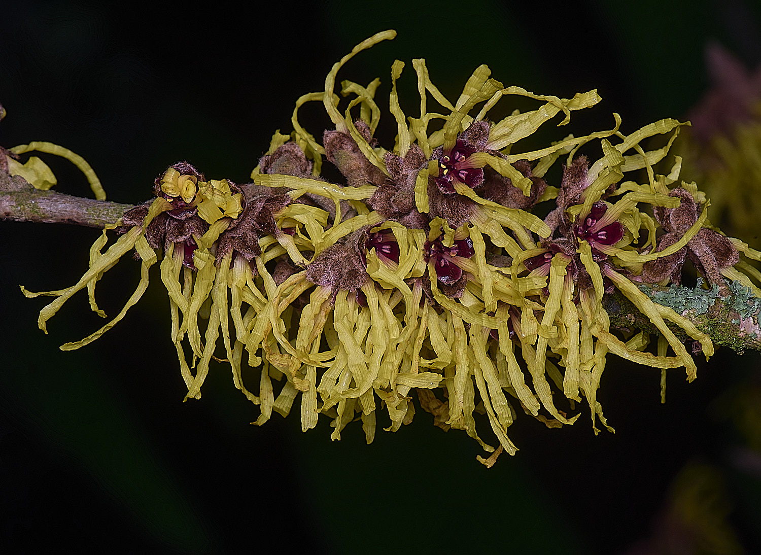 WestBeckhamHamamelisPallida250126-4