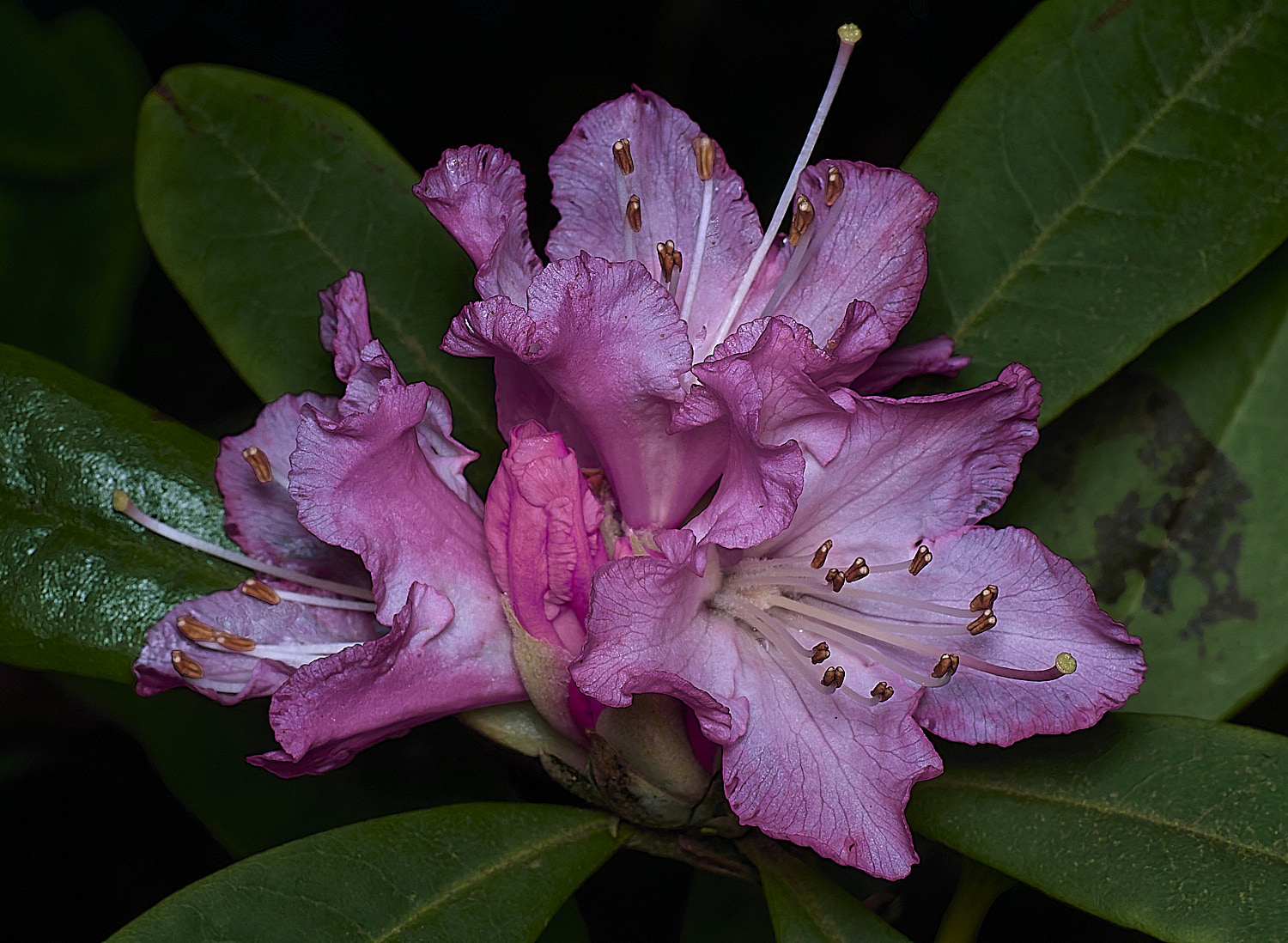 WestBeckhamRChristmasCheer250126-2