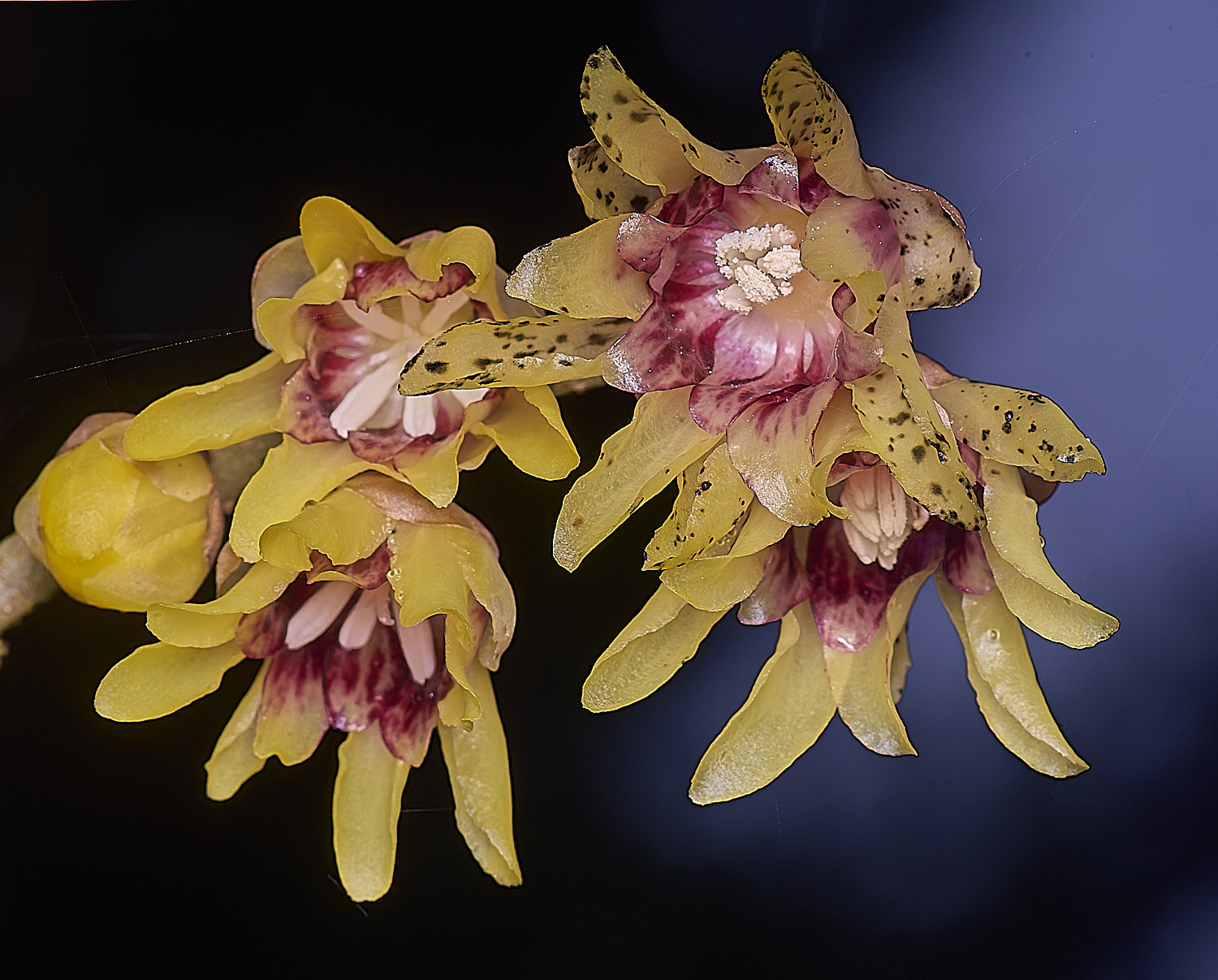 WestBeckhamWinterSweet250126-2