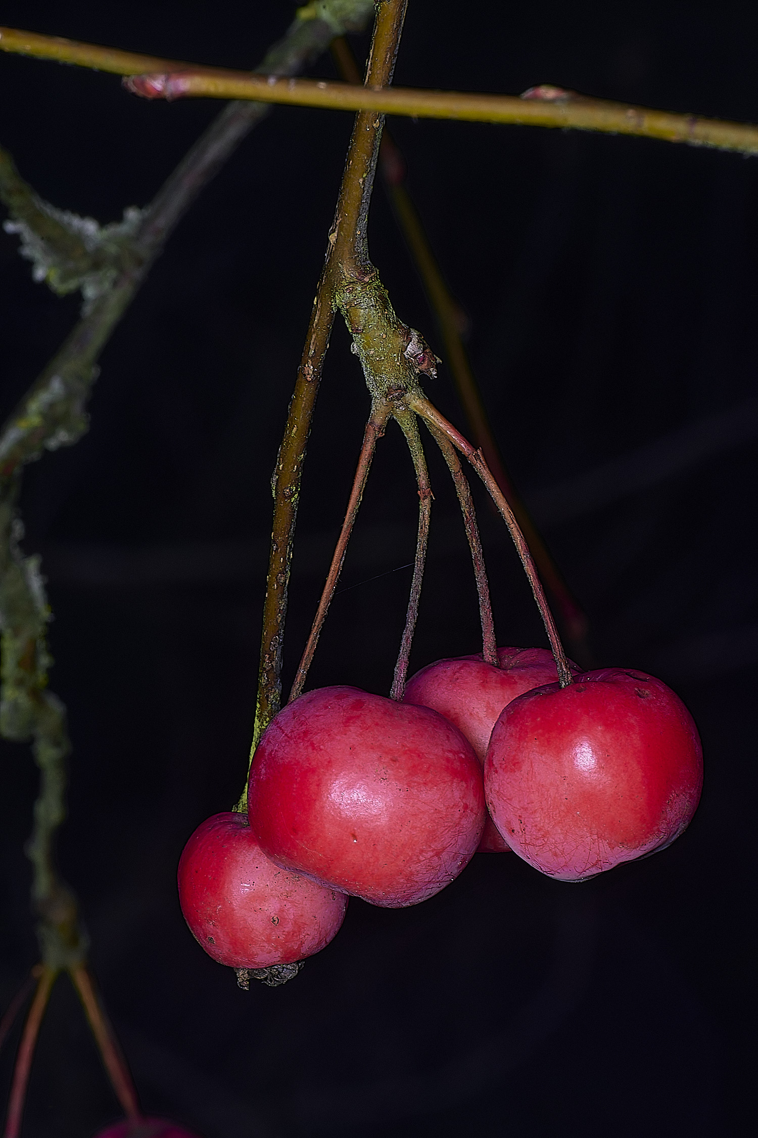 WestBeckhanMalus250126-1