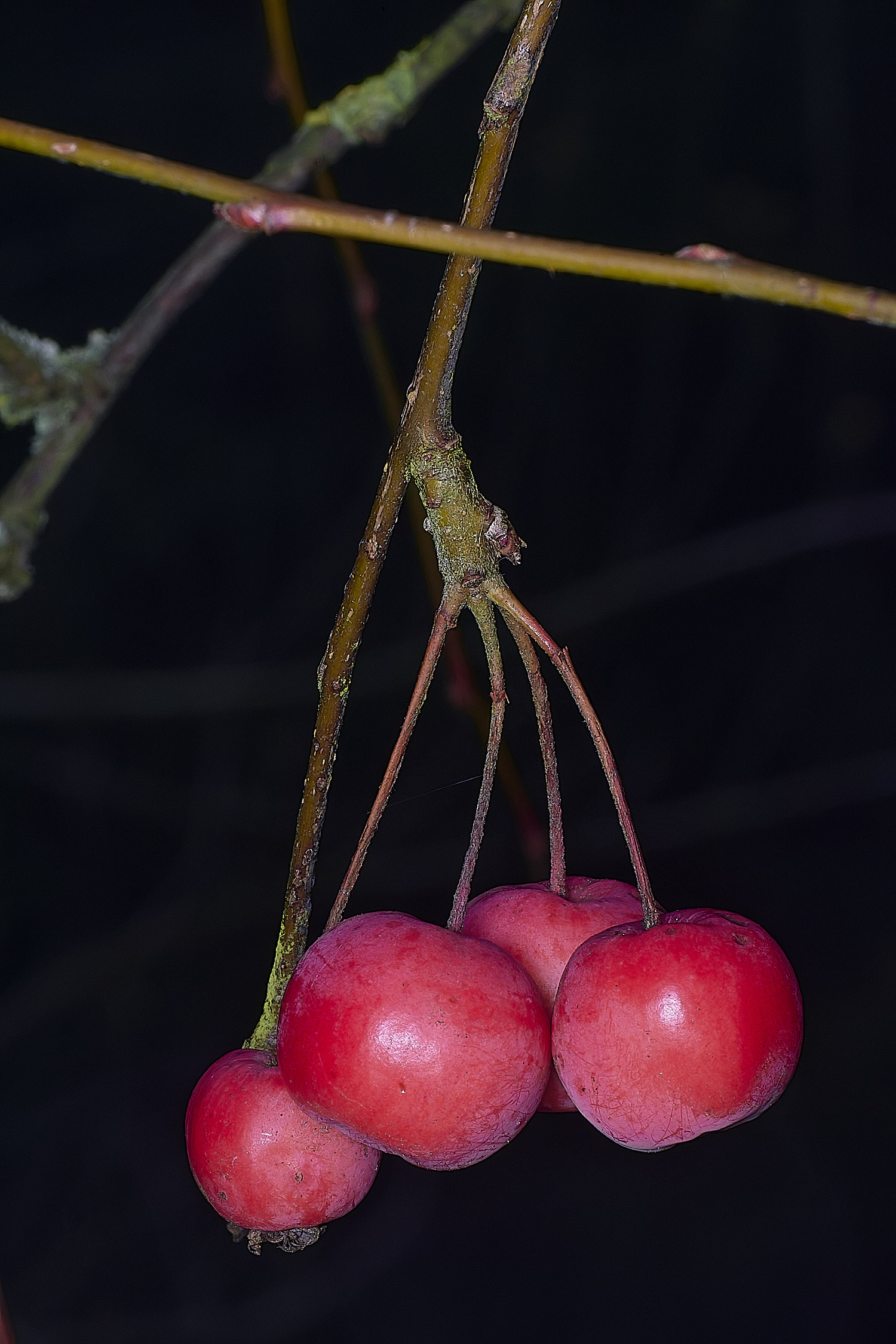 WestBeckhanMalus250126-2