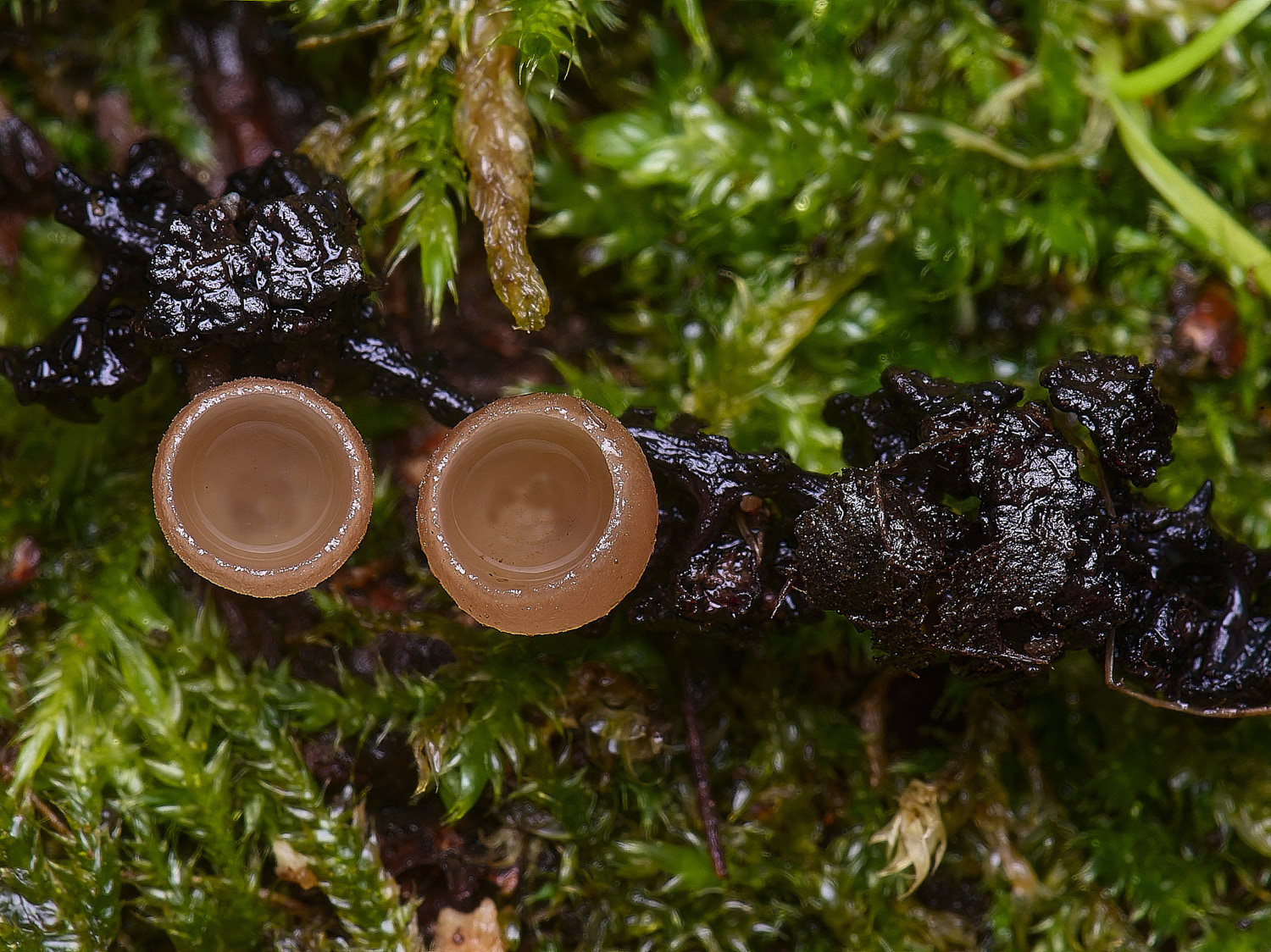 WheatfenAlderGoblet100226-3