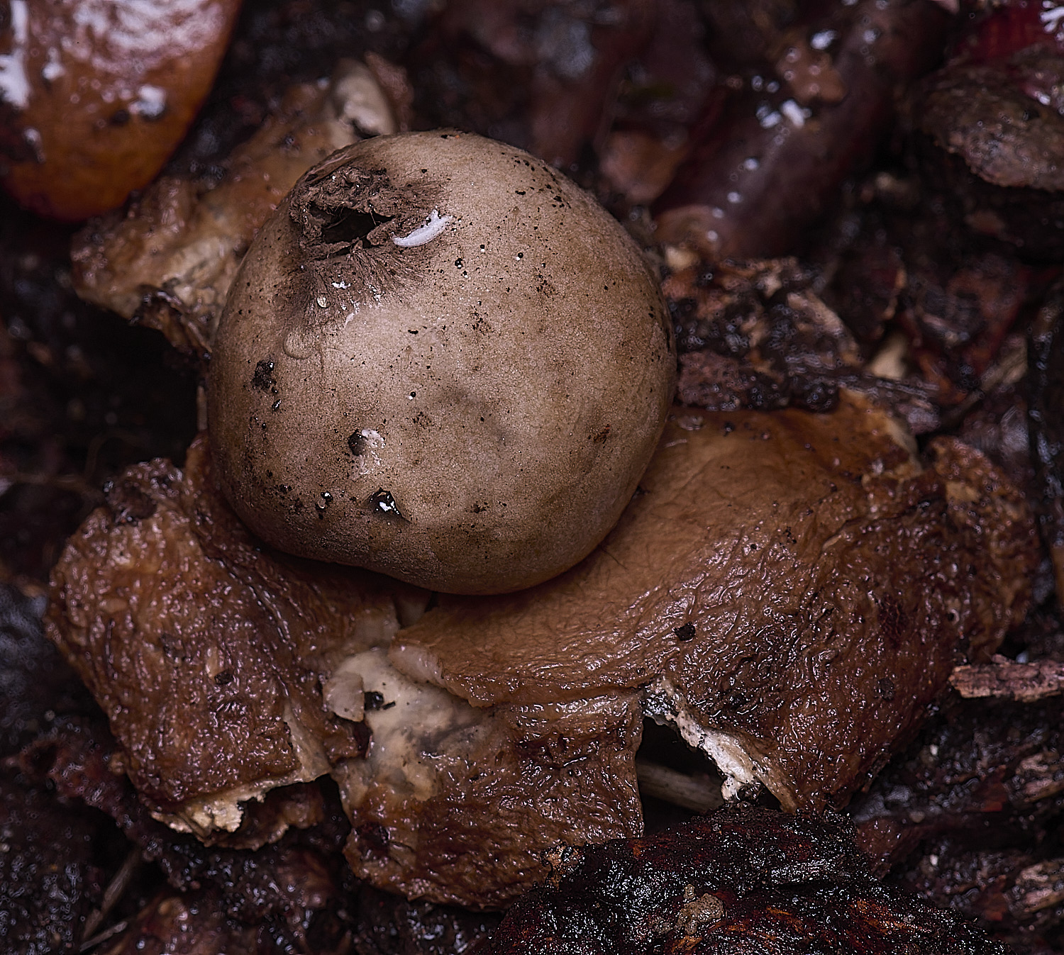 WheatfenGrufescens130126-1