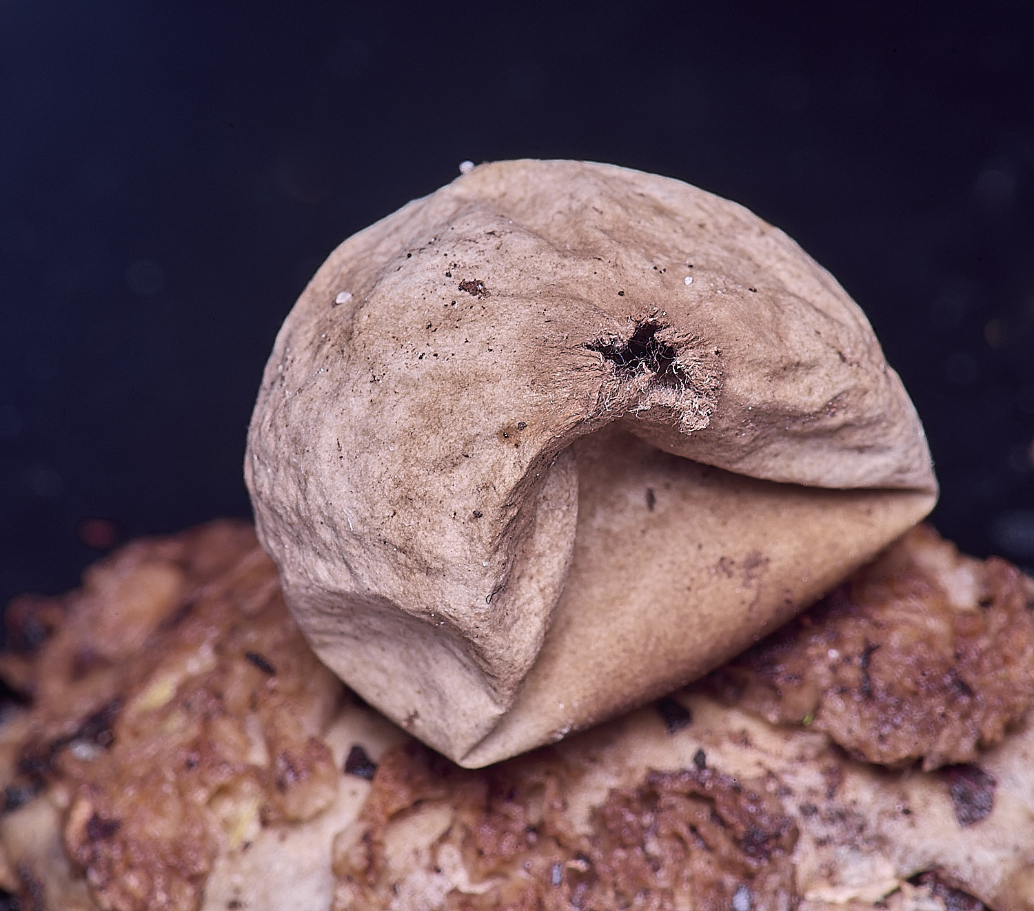 WheatfenGrufescens130126-5