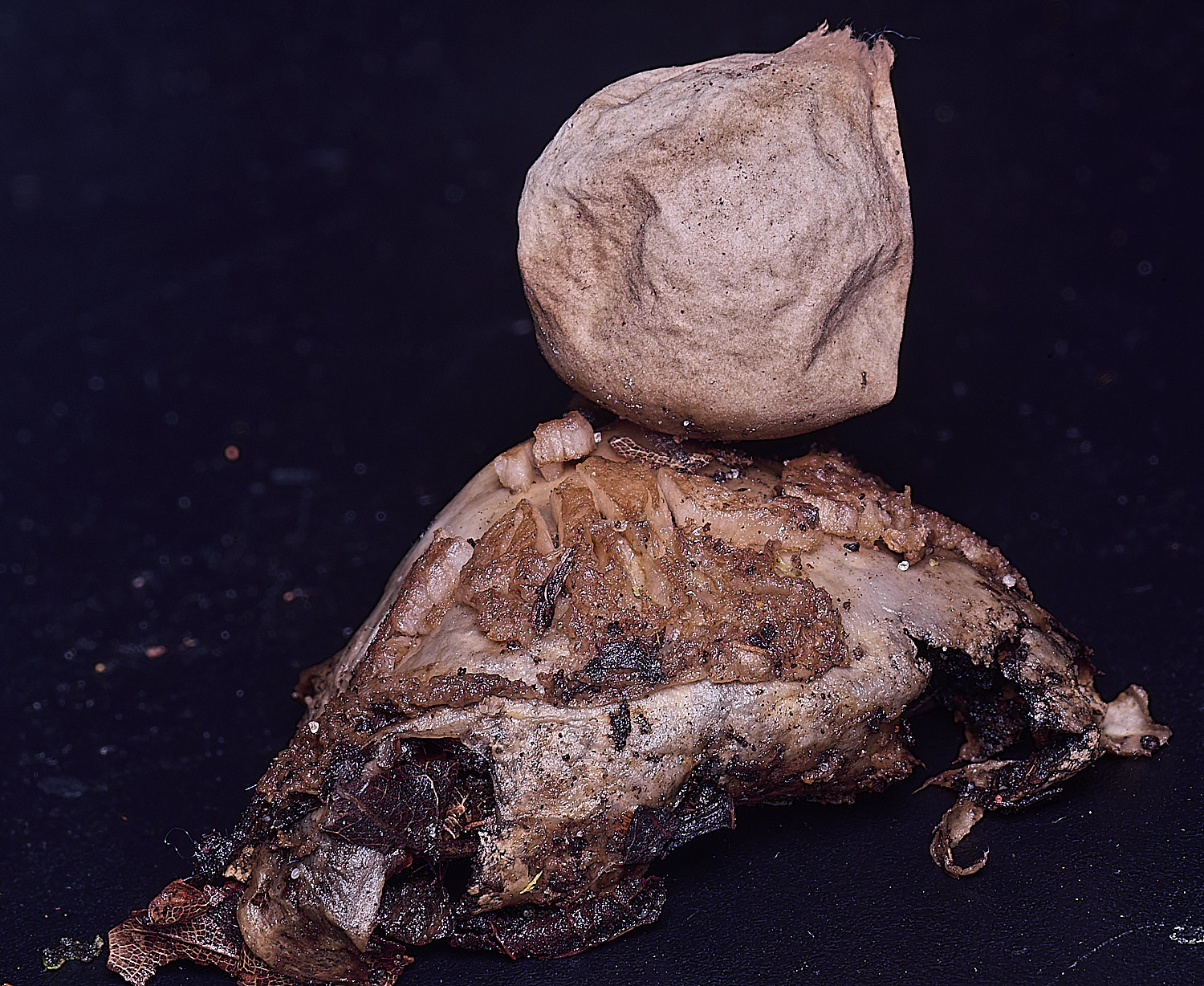 WheatfenGrufescens130126-6