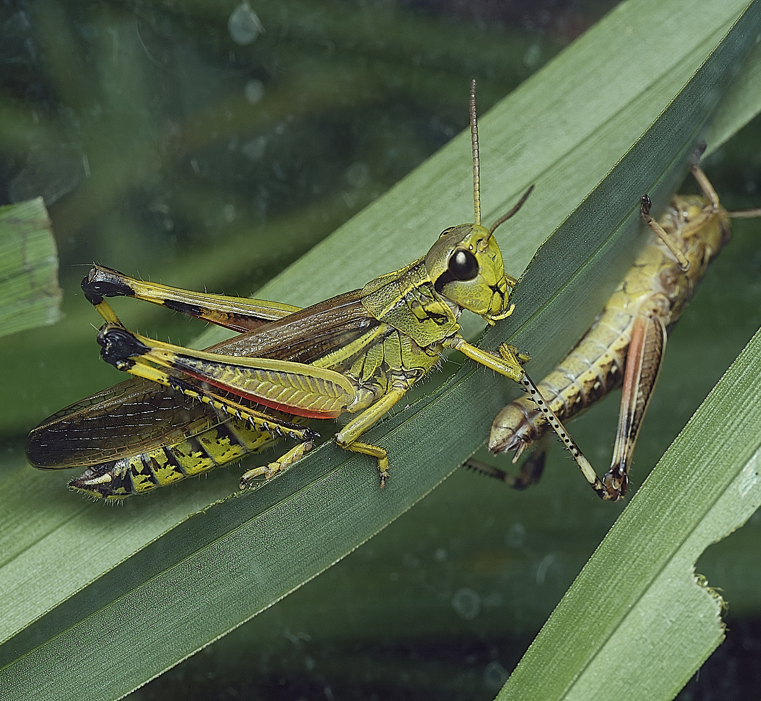 WheatfenLargeMarshGrasshopper110826-6