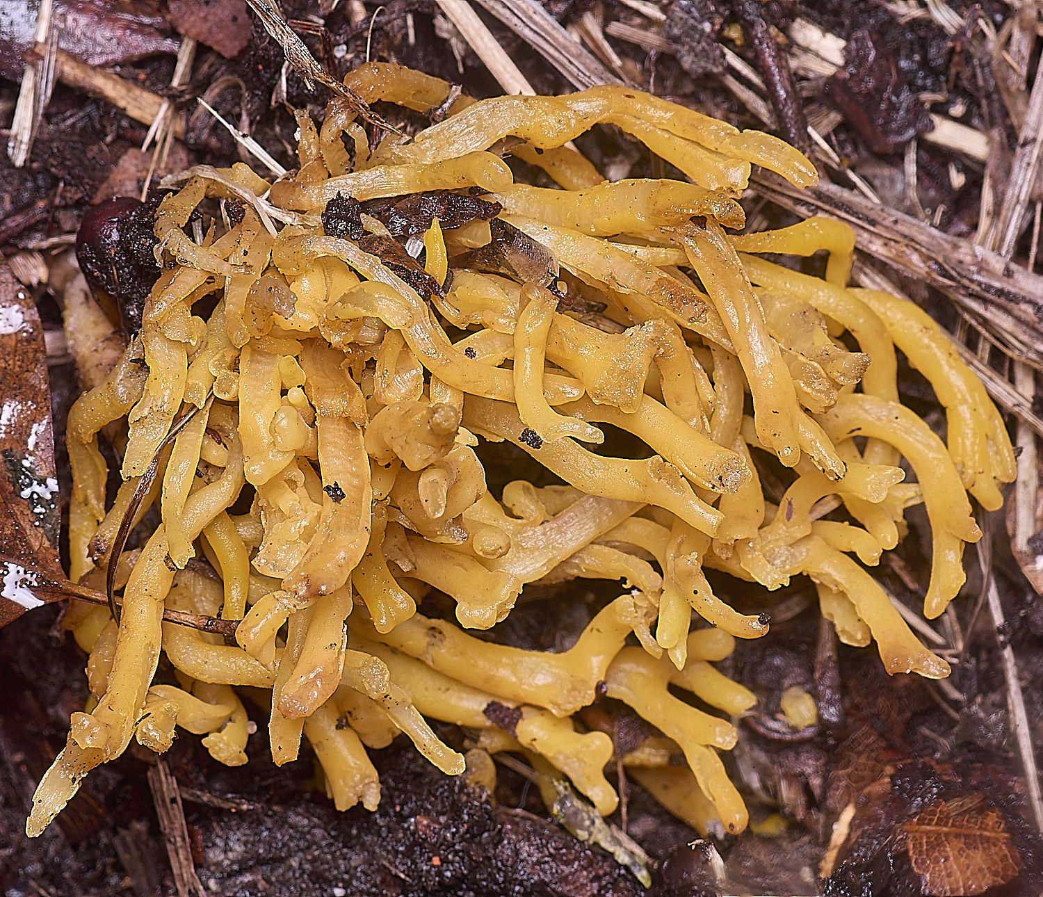 WheatfenMeadowCoral130126-1