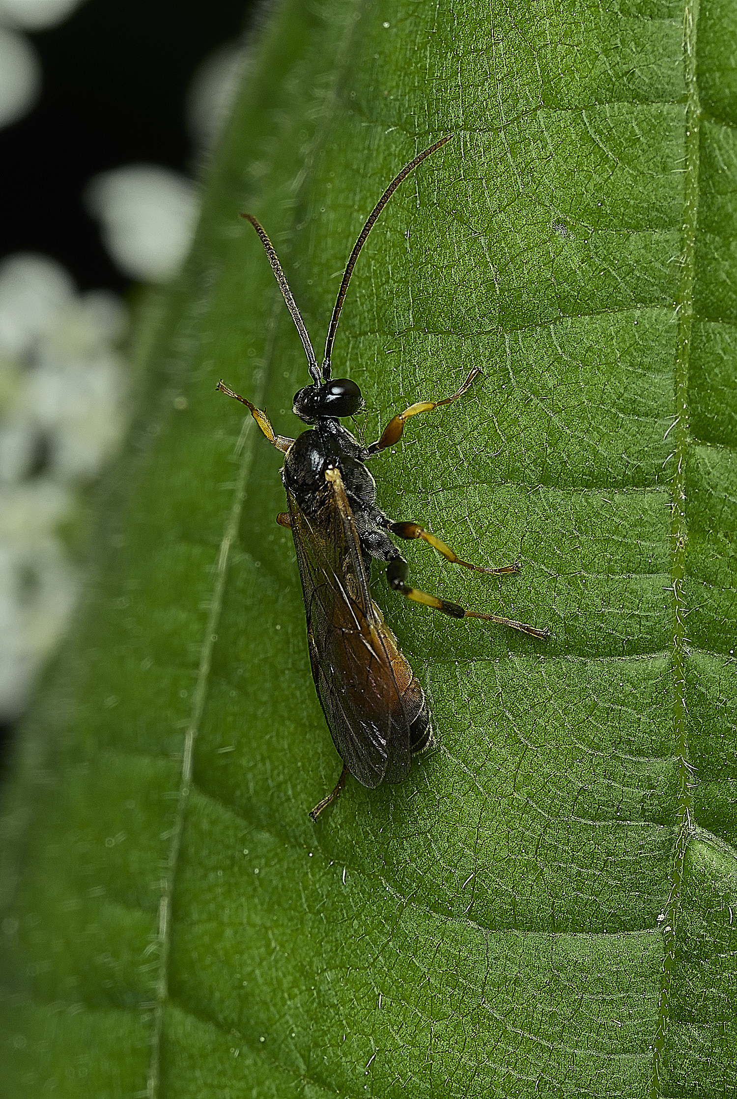 WhitlinghamIchneumon180526-2