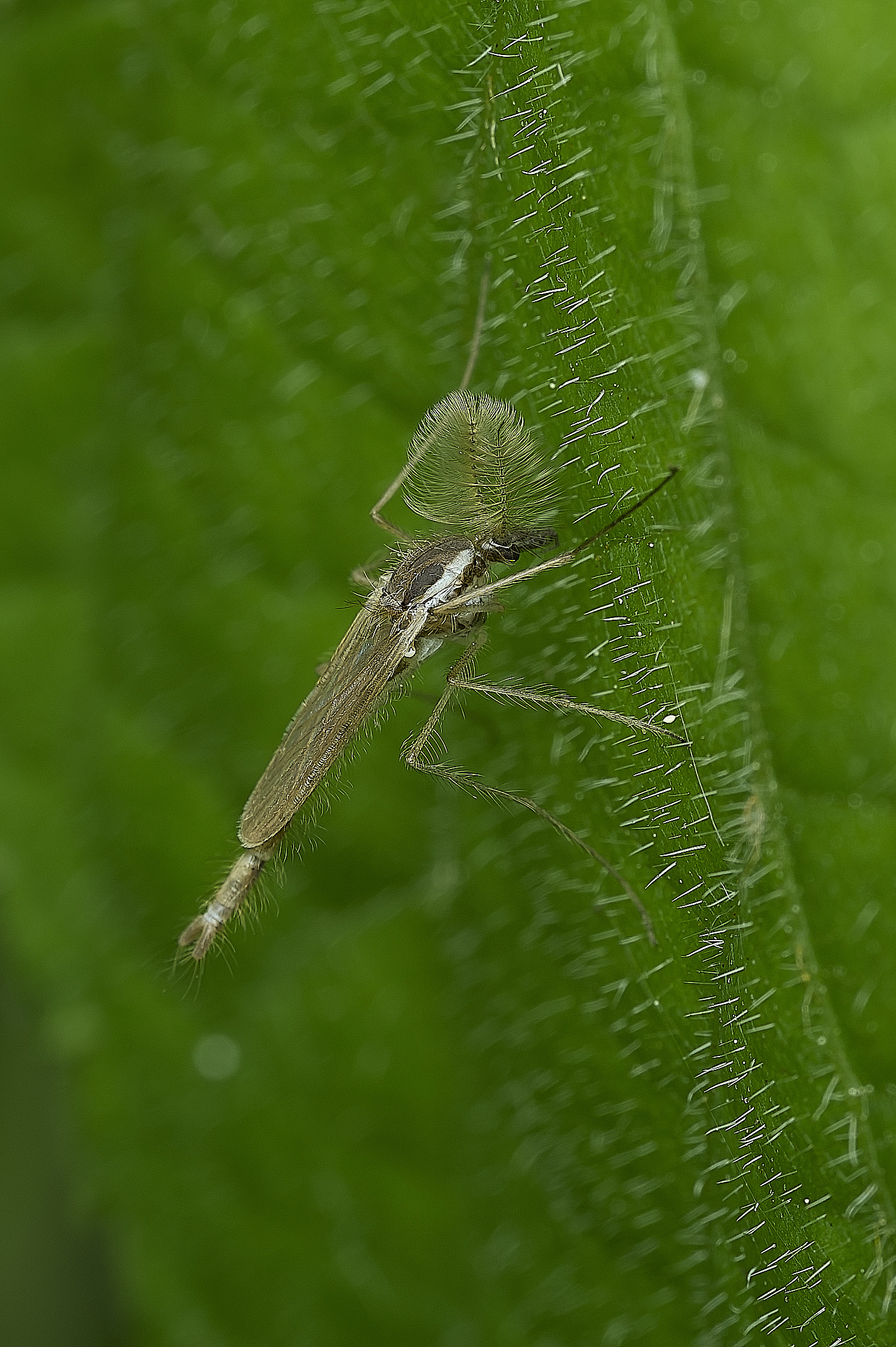 WhitlinghamMidge180526-1