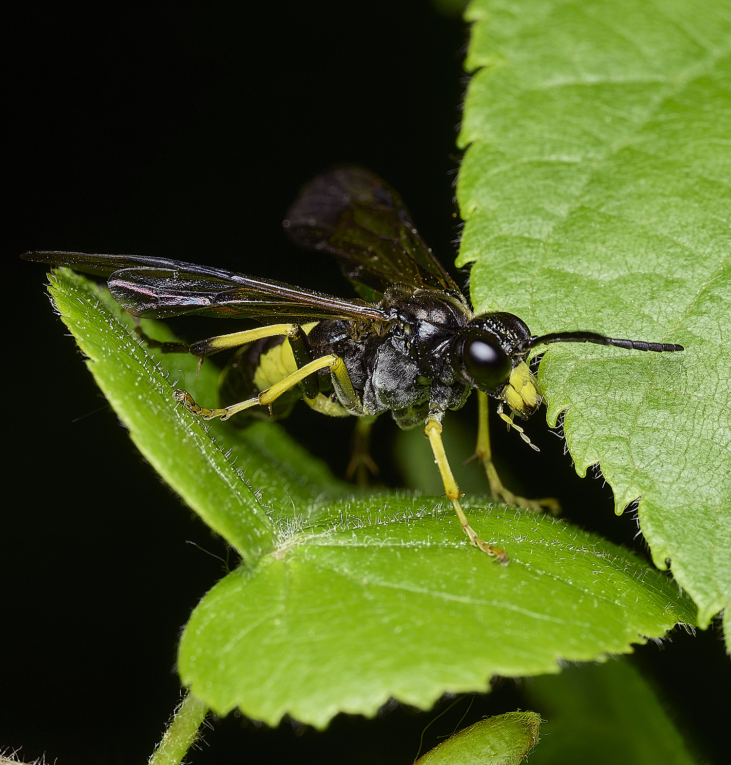 WhitlinghamSawfly180526-2