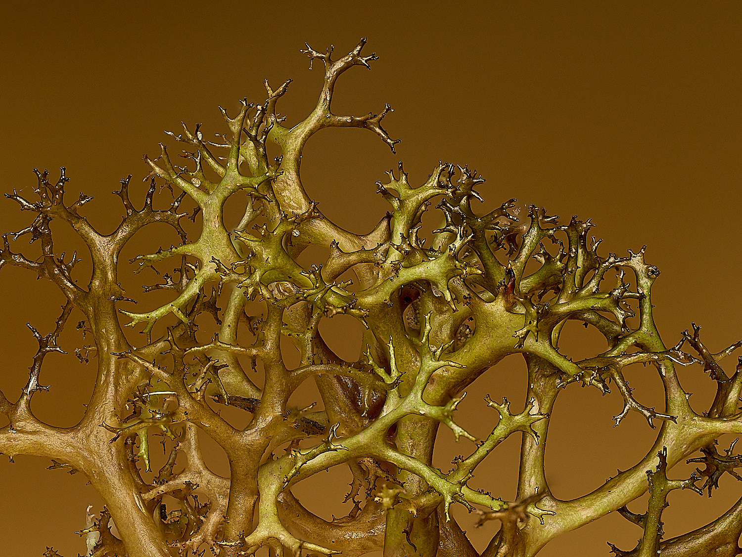 WintertonCetrariaaculeata120226-1