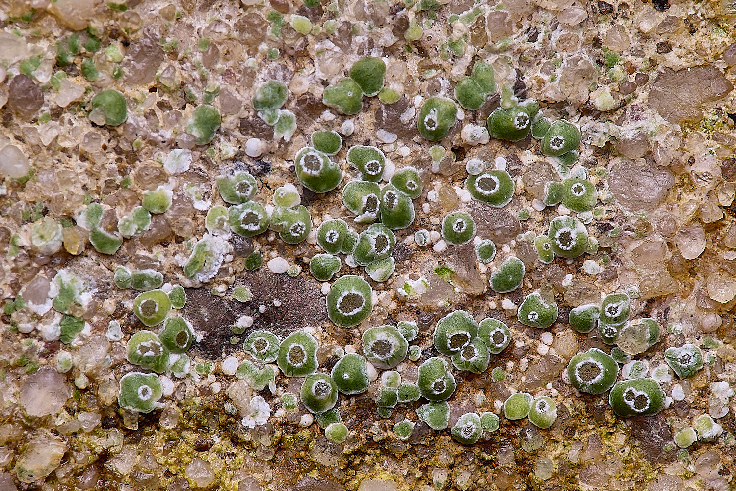 WintertonCircinariacontorta120226-1