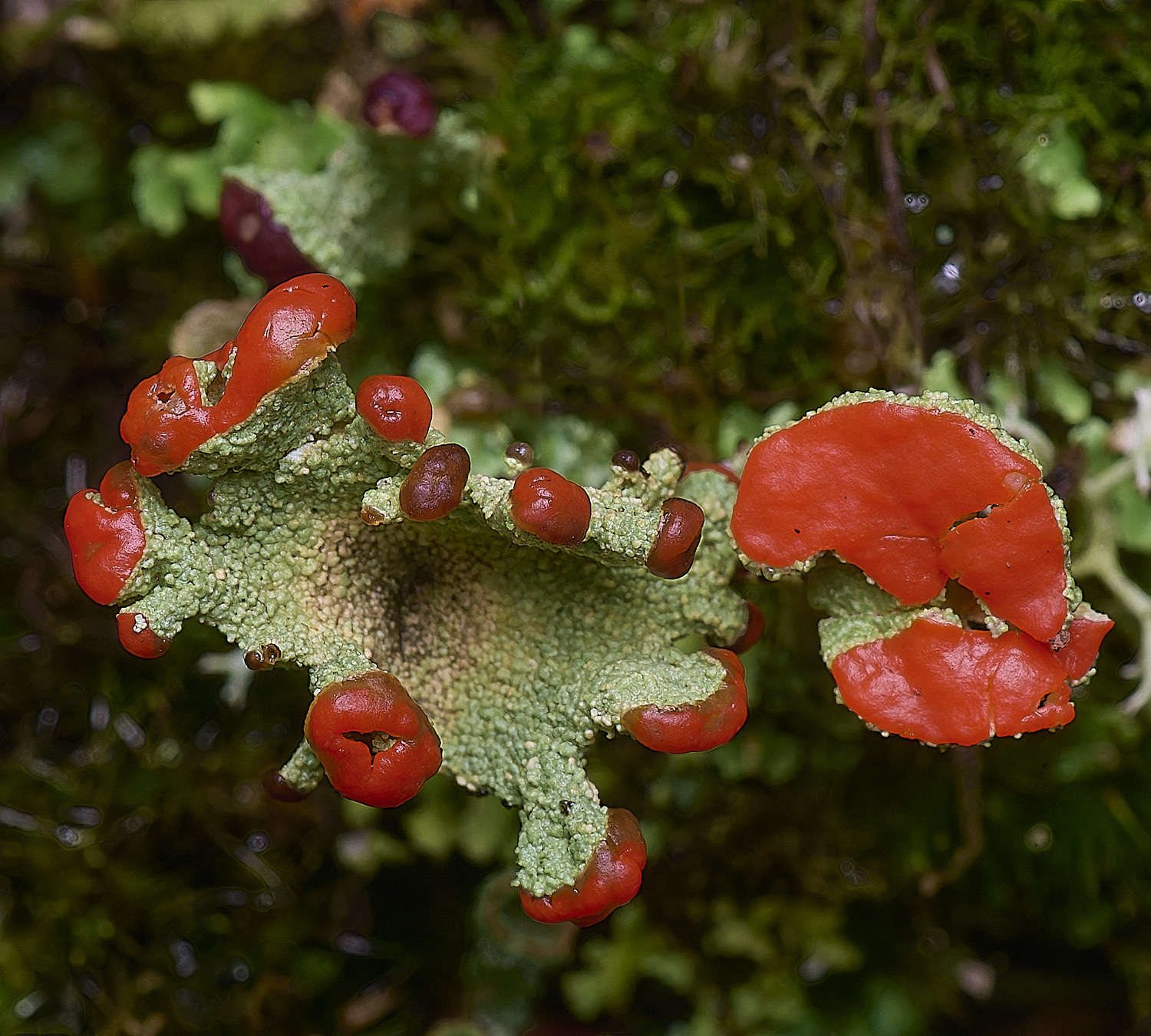 WintertonCladoniadiversa120226-10