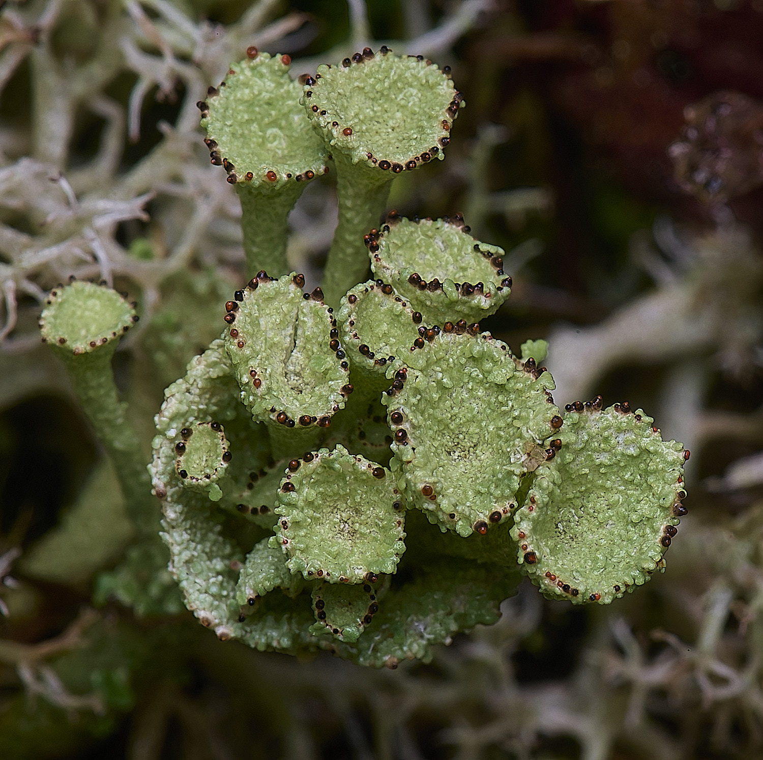 WintertonCladoniadiversa120226-2