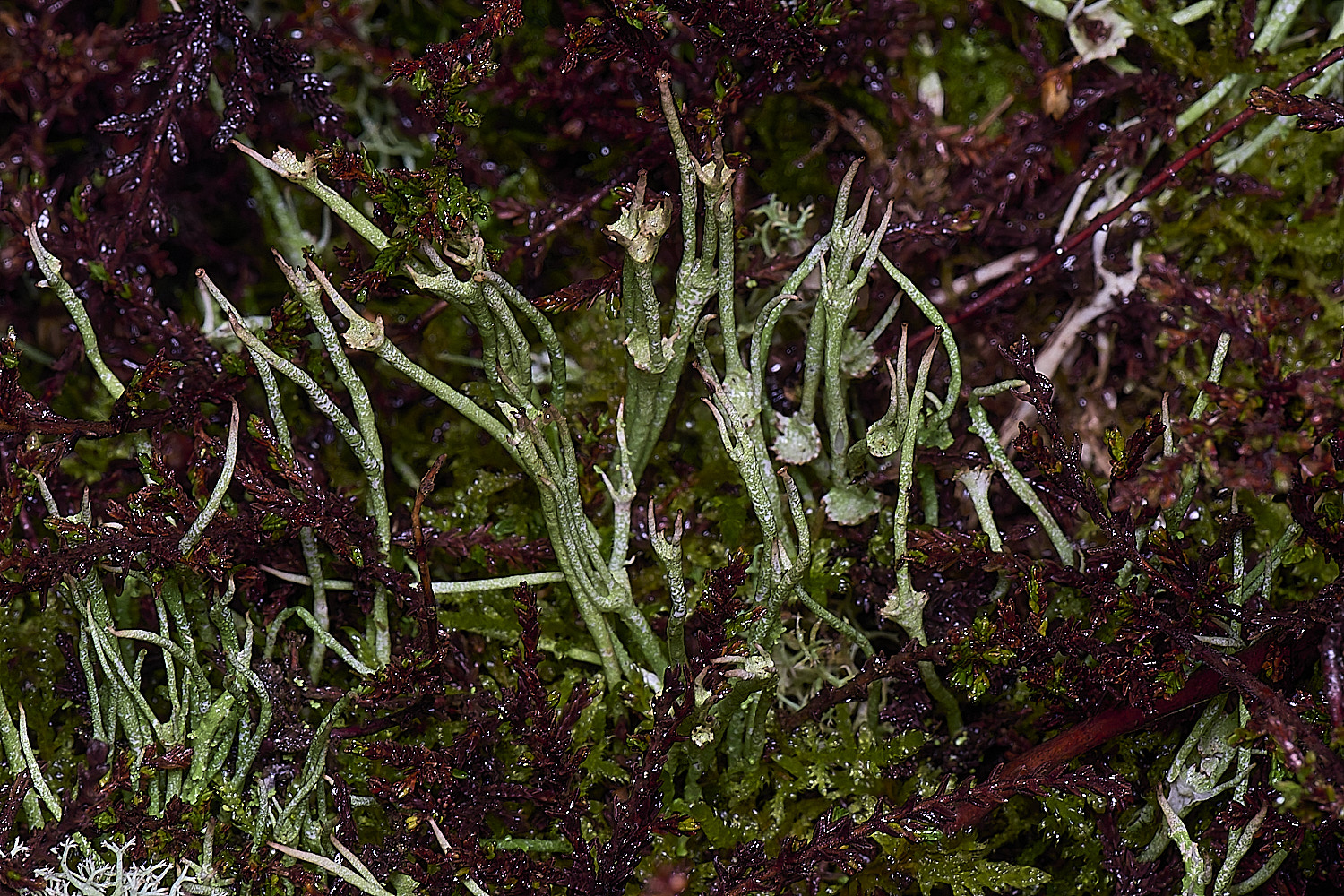 WintertonCladoniadsubulata120226-1