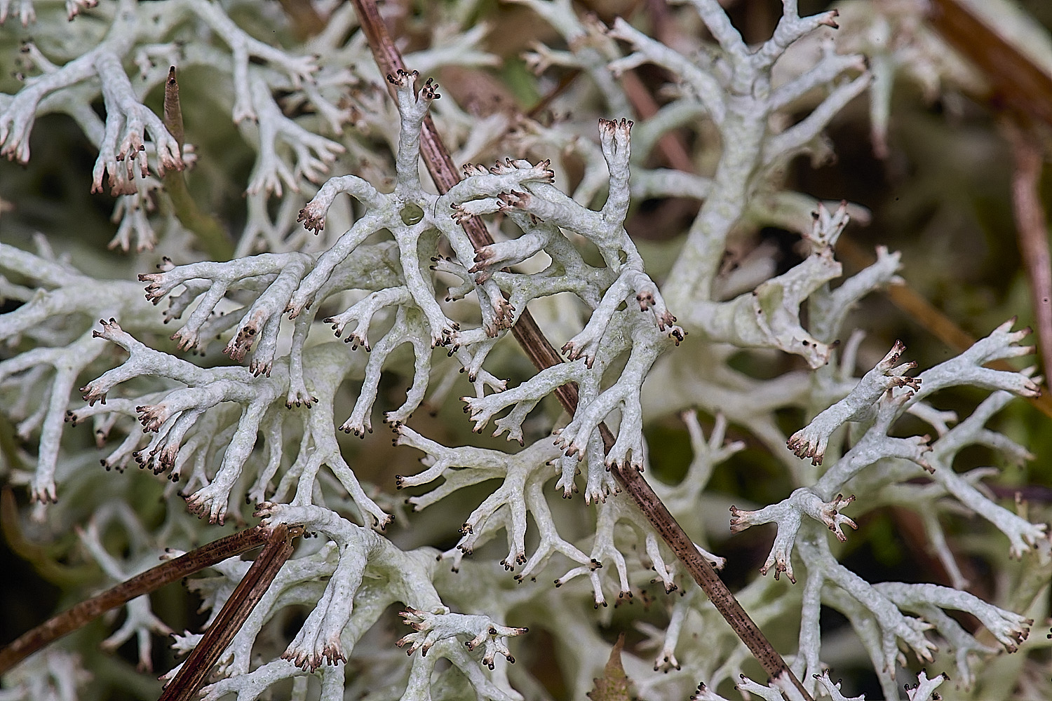 WintertonCladoniamitis?12026-1