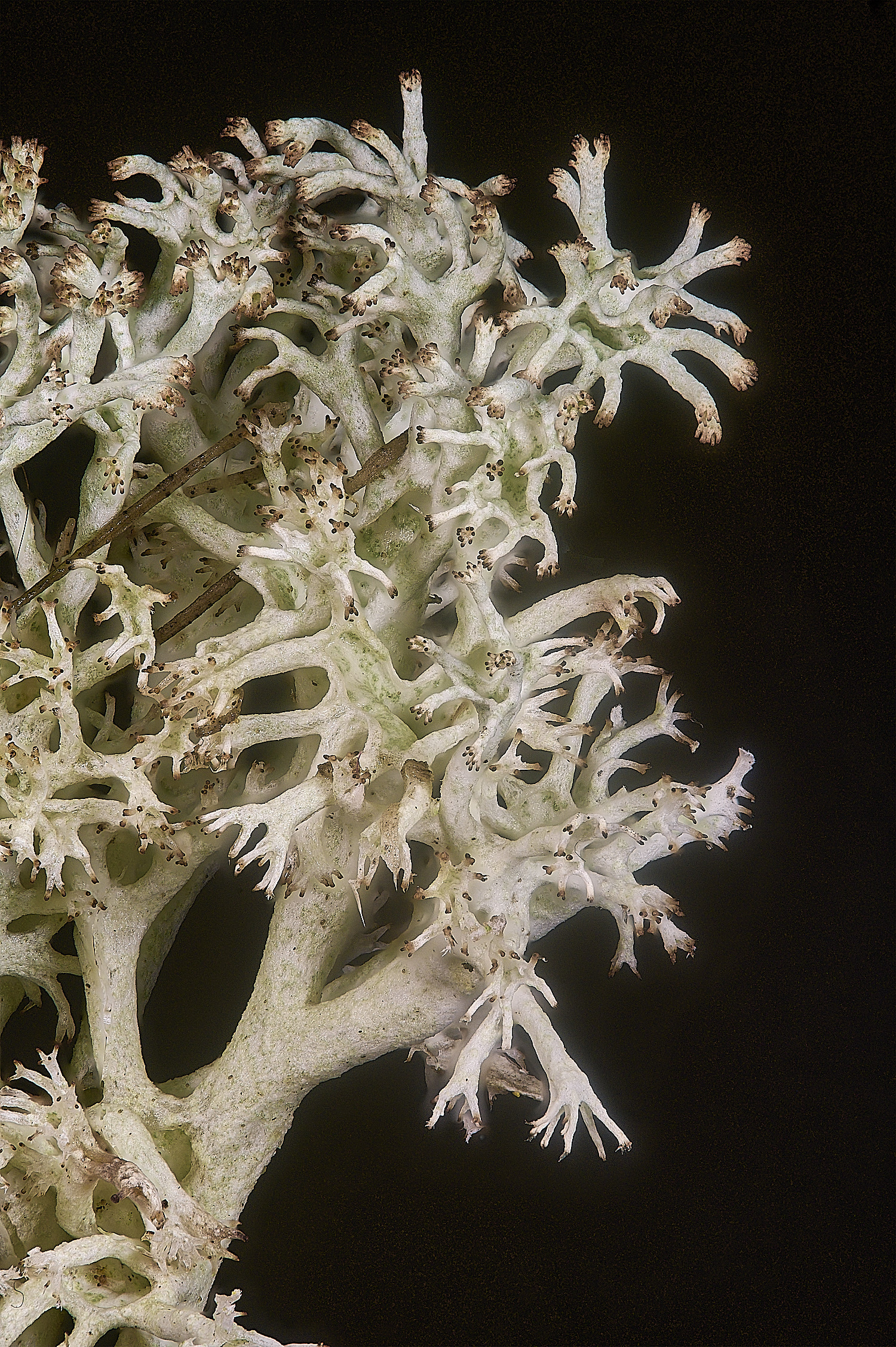 WintertonCladoniaSp120226-3