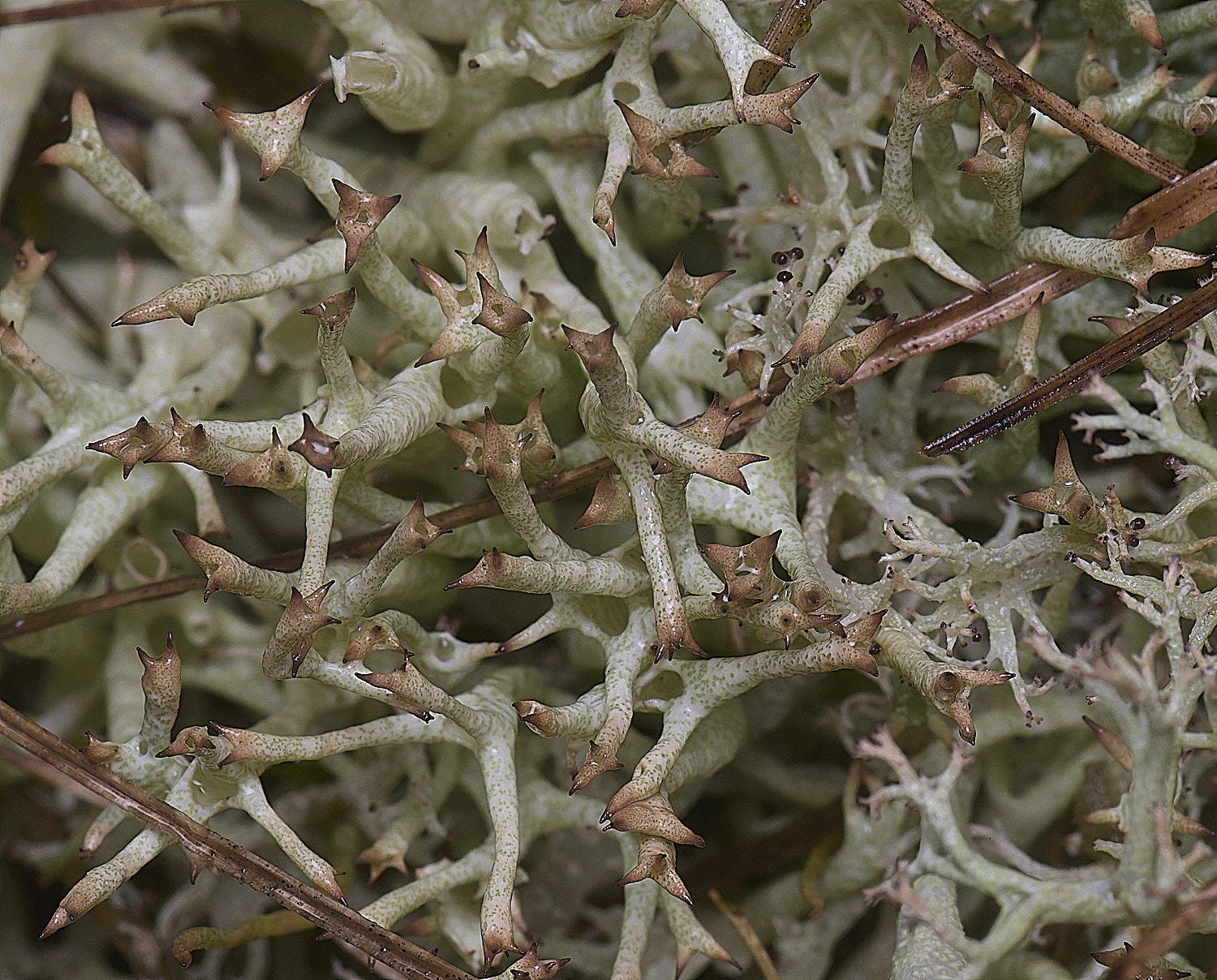 WintertonCladoniauncialis120226-1 1