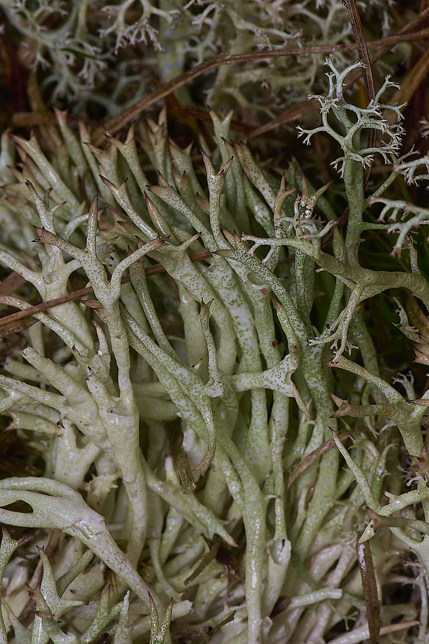 WintertonCladoniauncialis120226-3