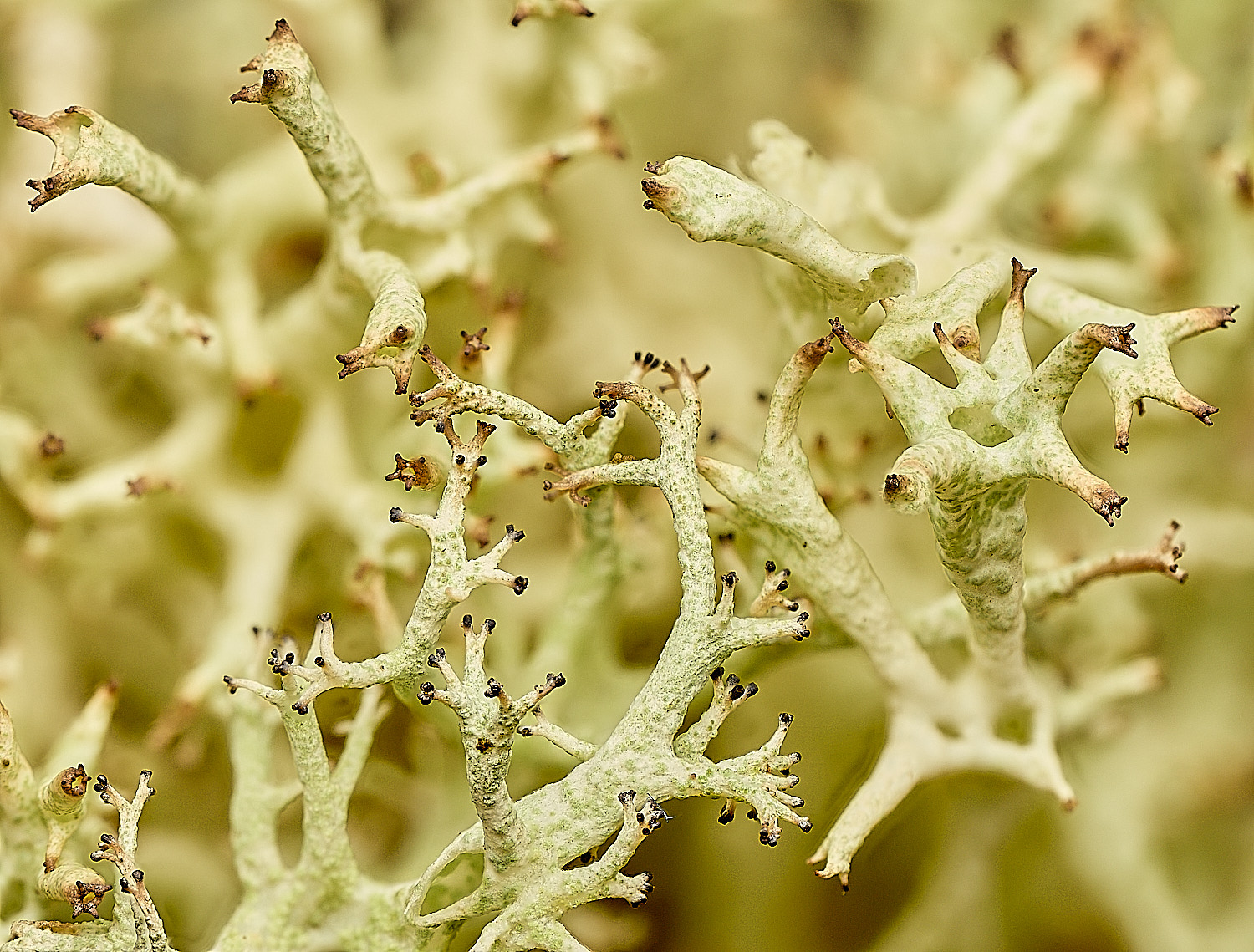 WintertonCuncialis120226-3