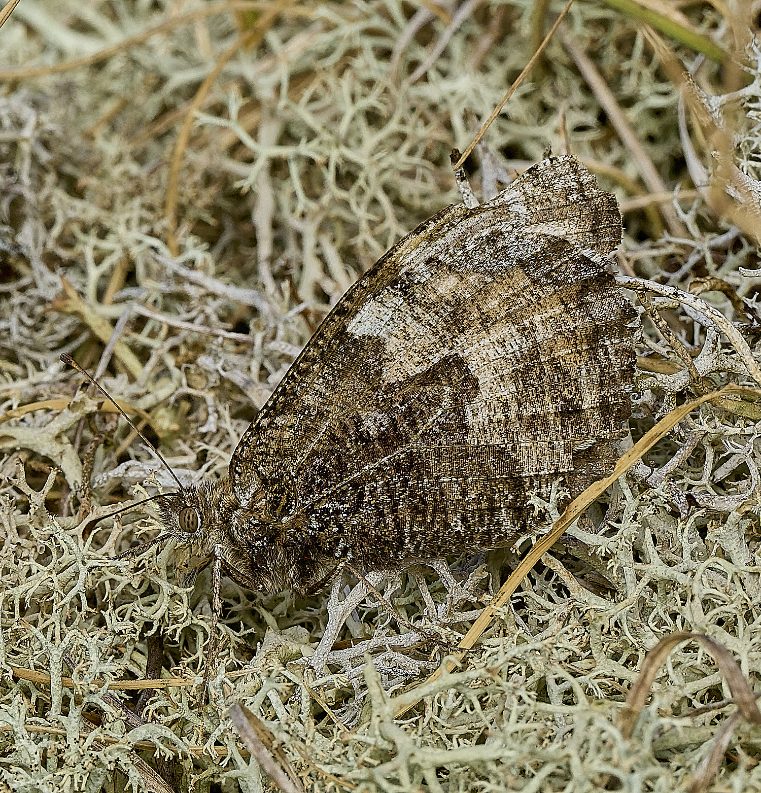WintertonGrayling140826-1