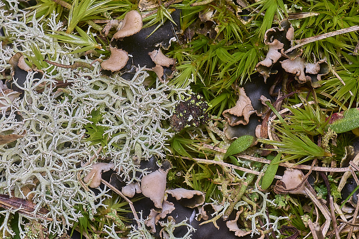 Wintertonhymeninadicscop&juniperinum020226-2