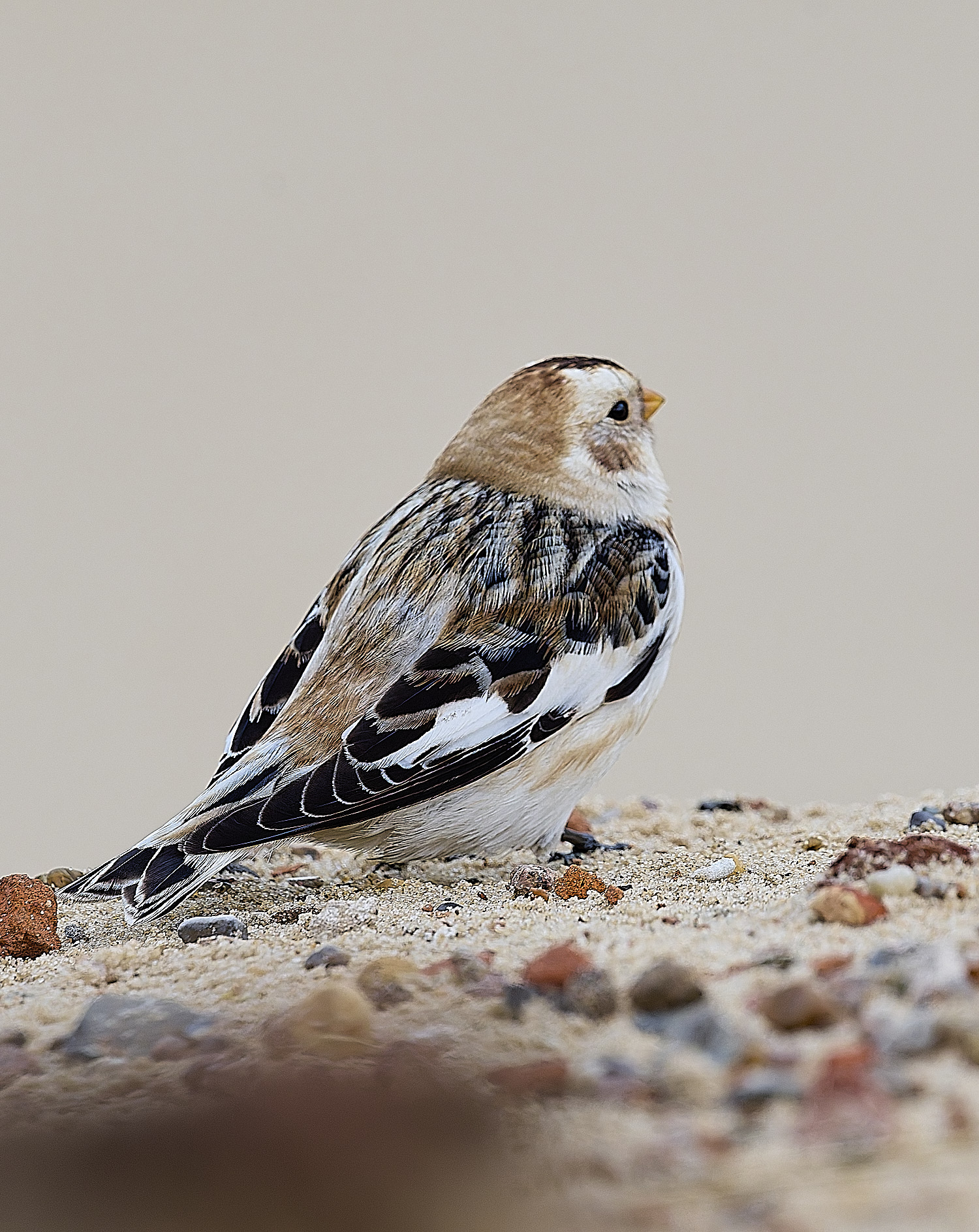 WintertonSnowBunting240126-1